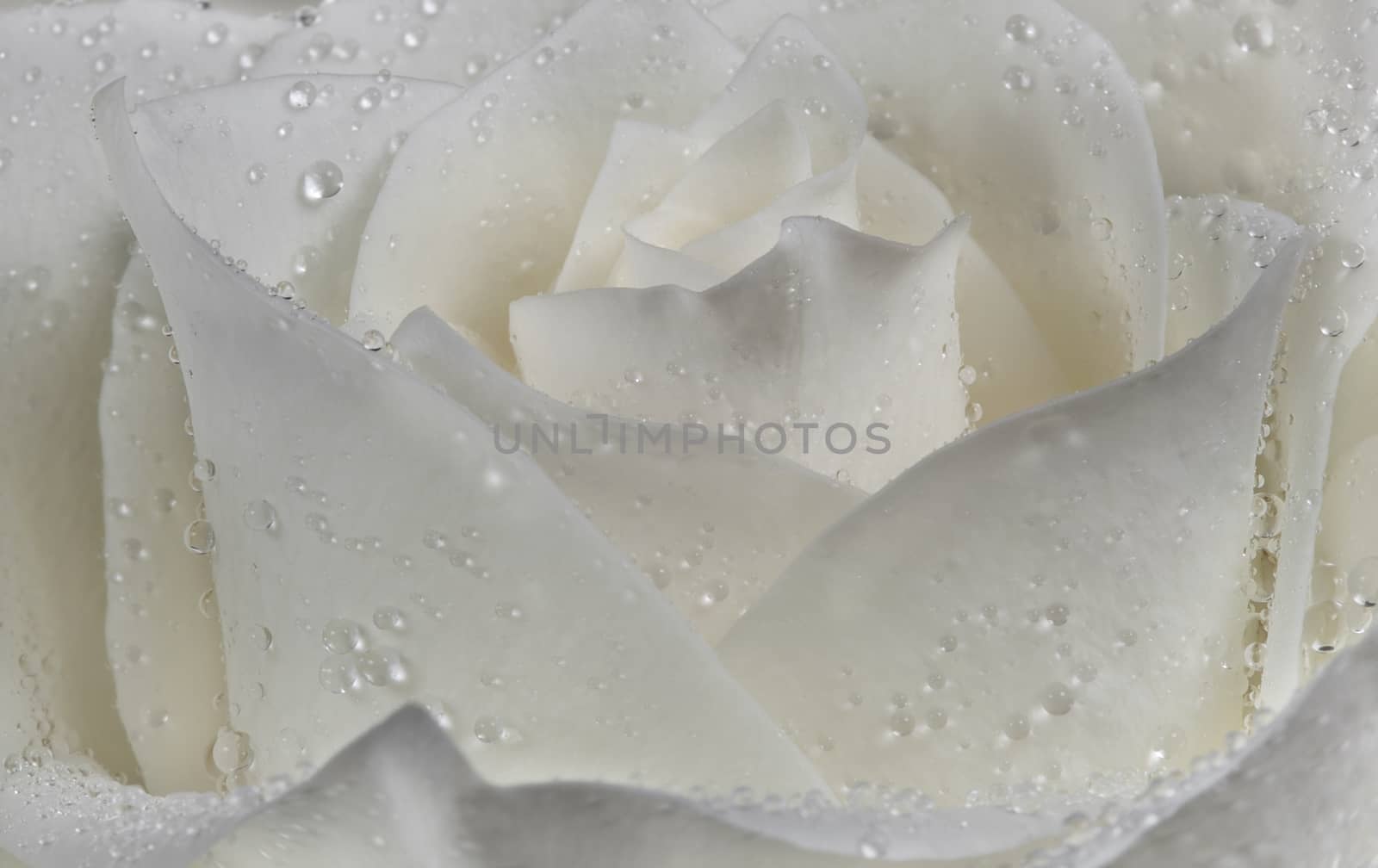 Rosebud with petals in the drops of dew, after a rain.