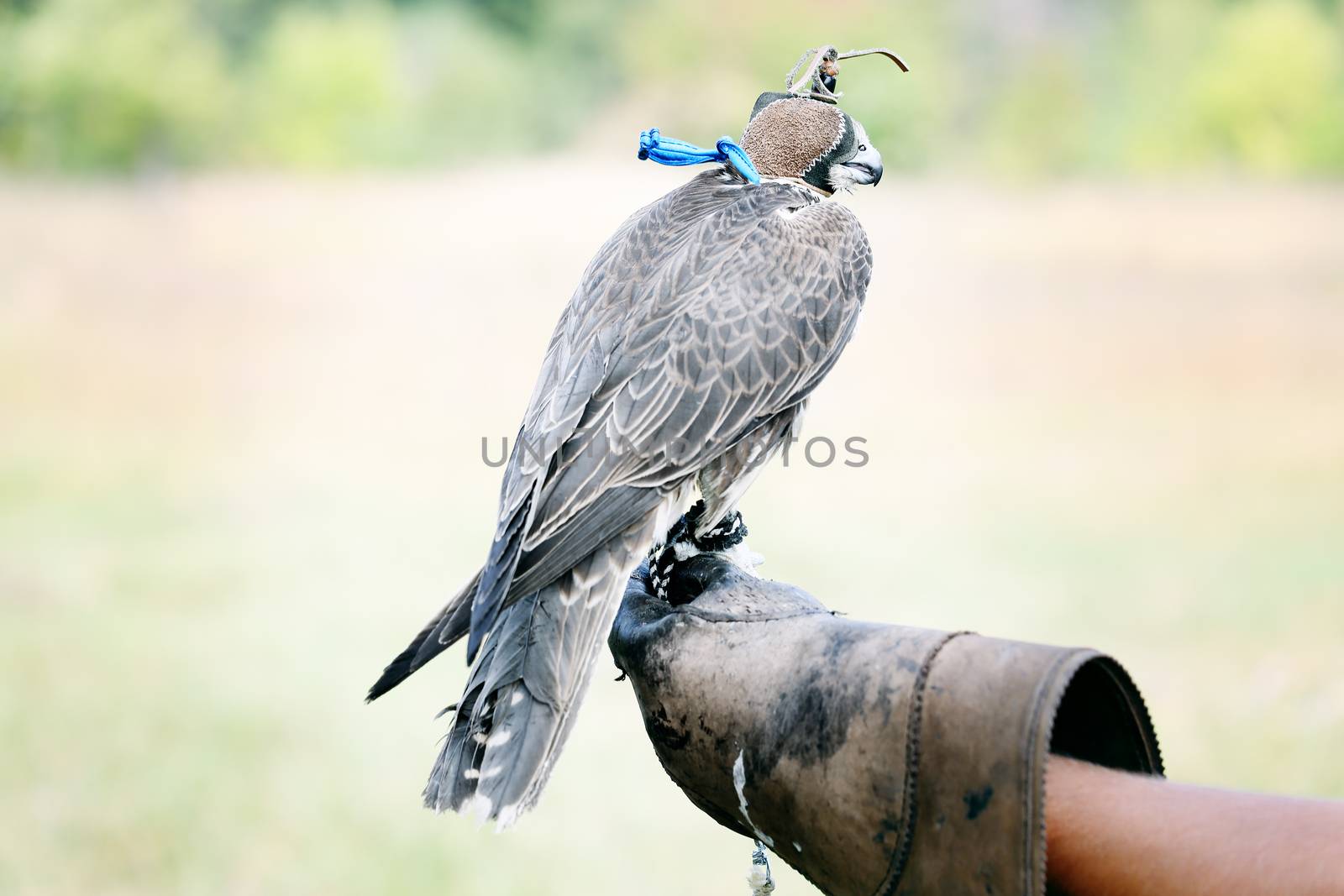 falcon wearing its hood. Falcon sitting on leather glove