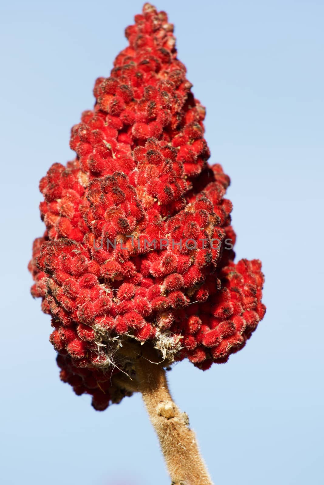 Beautiful red flower isolated with the blue background