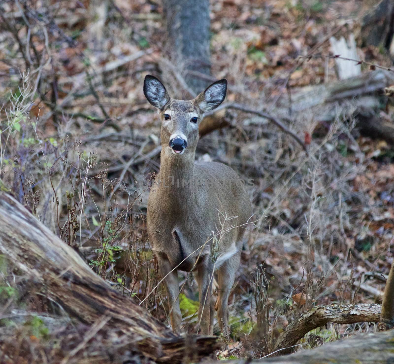 Image with the deer showing the tongue by teo