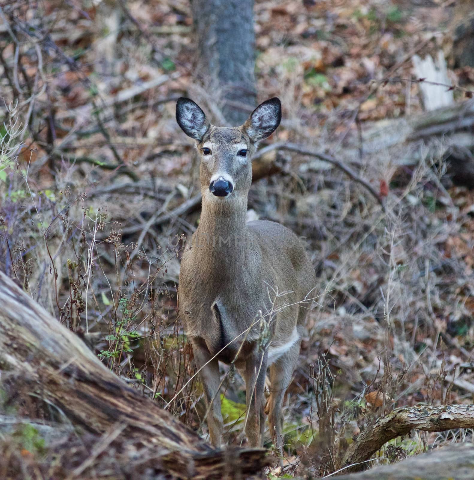 Photo of the deer looking at something by teo