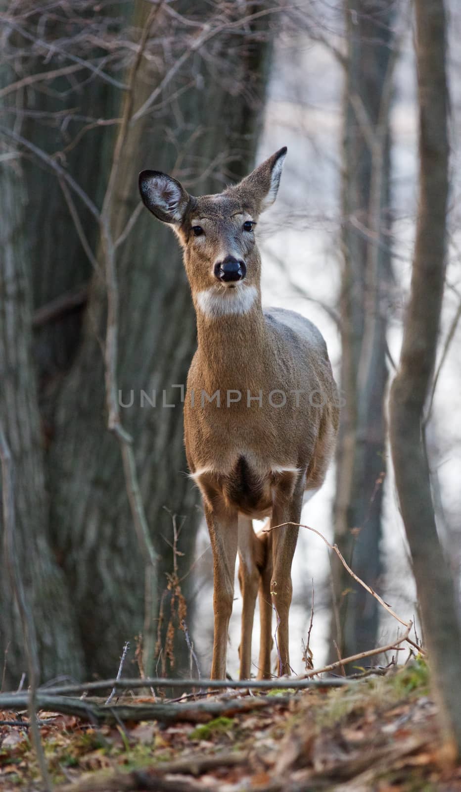 Cute young deer is looking at something