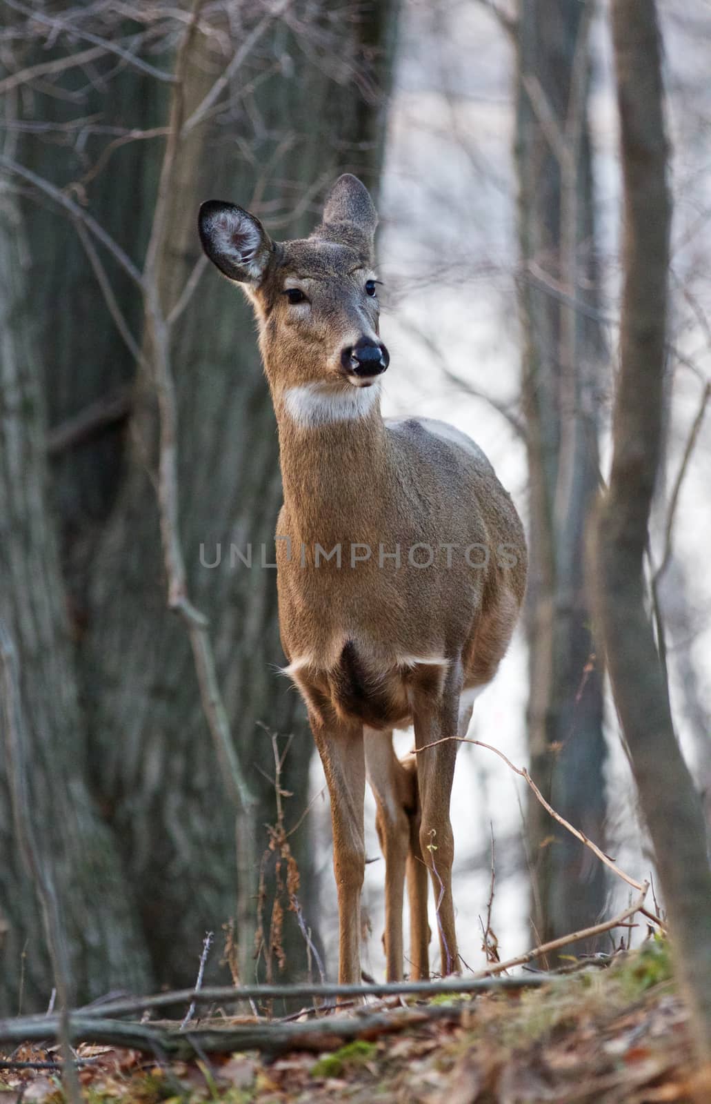 Photo of the unsure young deer in the forest