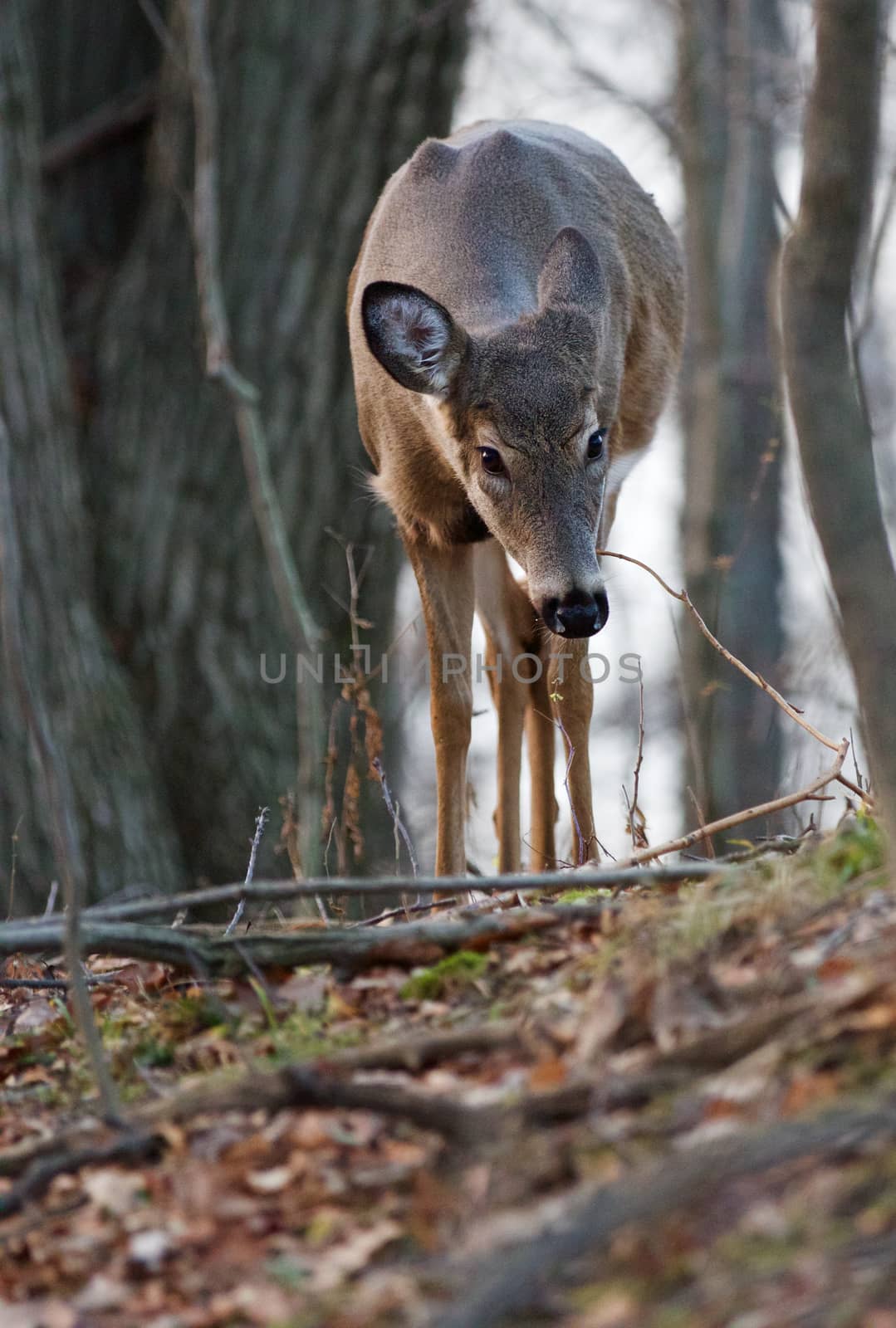 Photo of the deer searching something on the ground in the forest