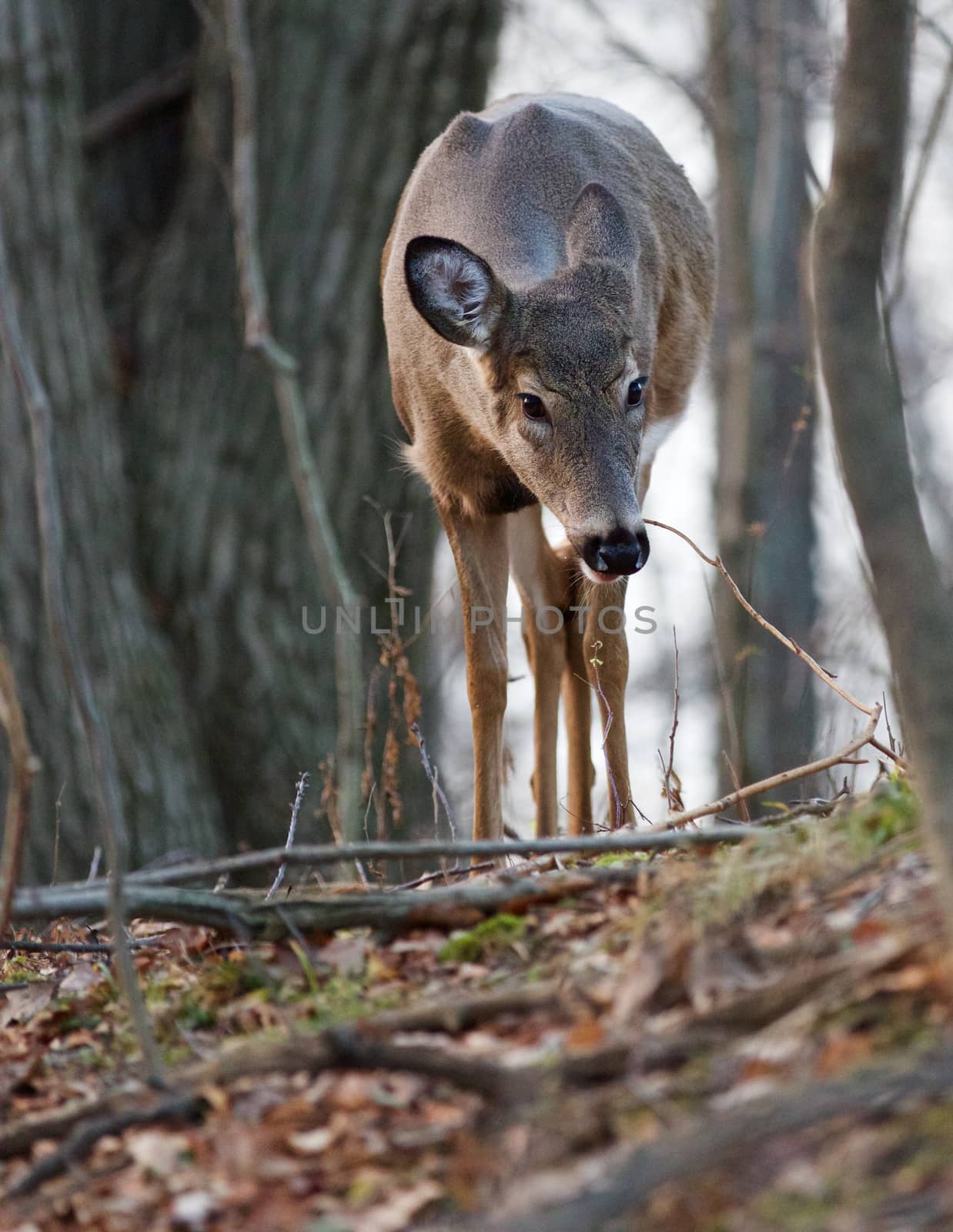 Image with the deer eating the grass in the forest by teo