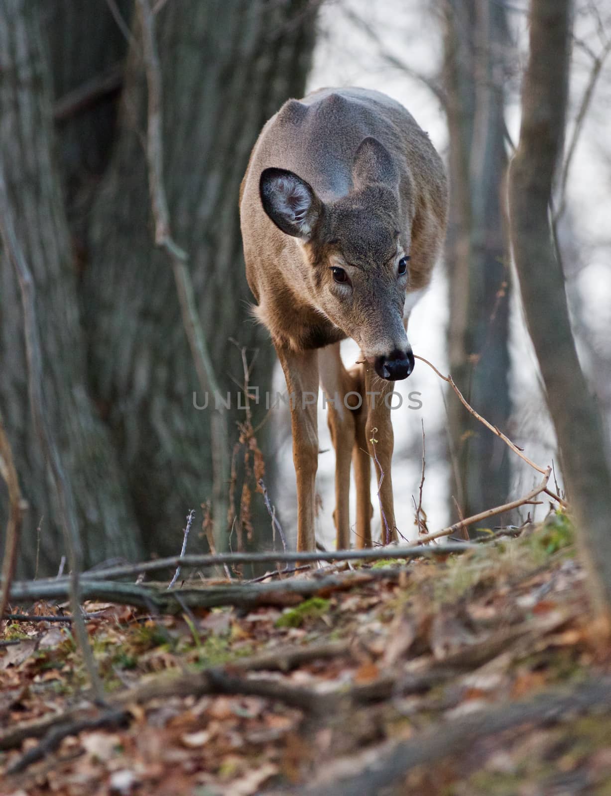 The beautiful close-up of a young deer in the forest