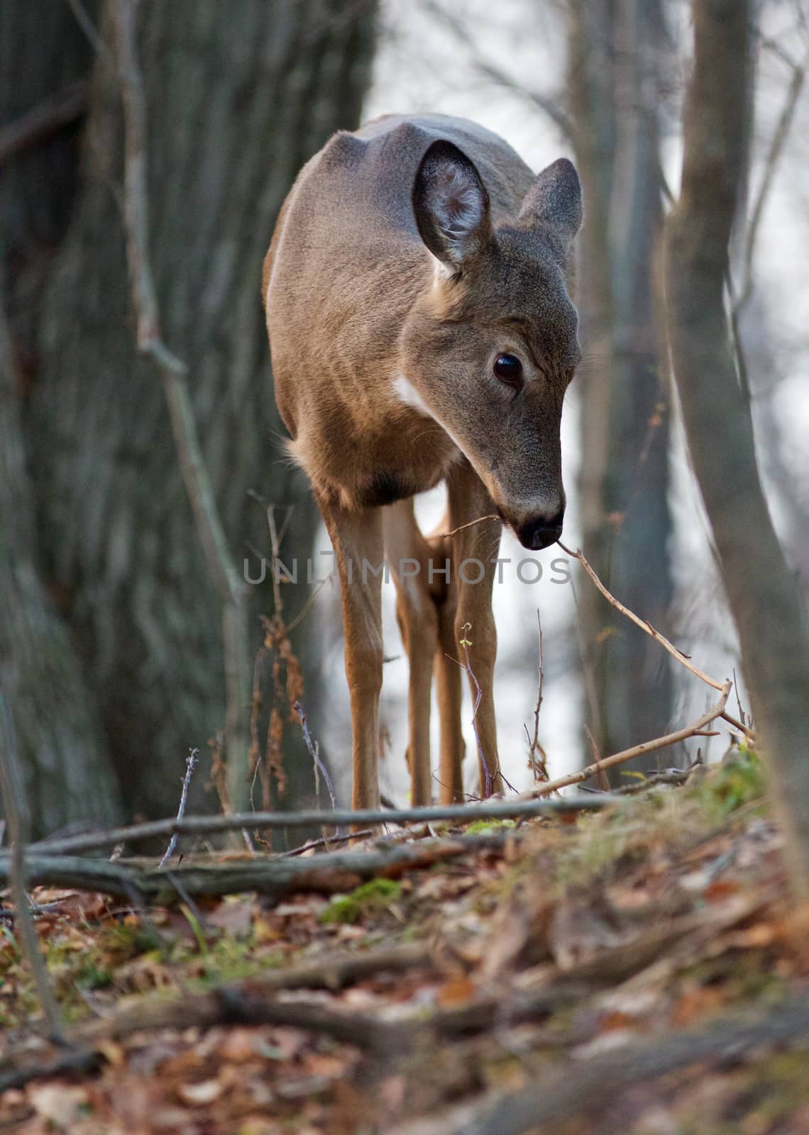 Photo of the deer eating the branches of a tree 