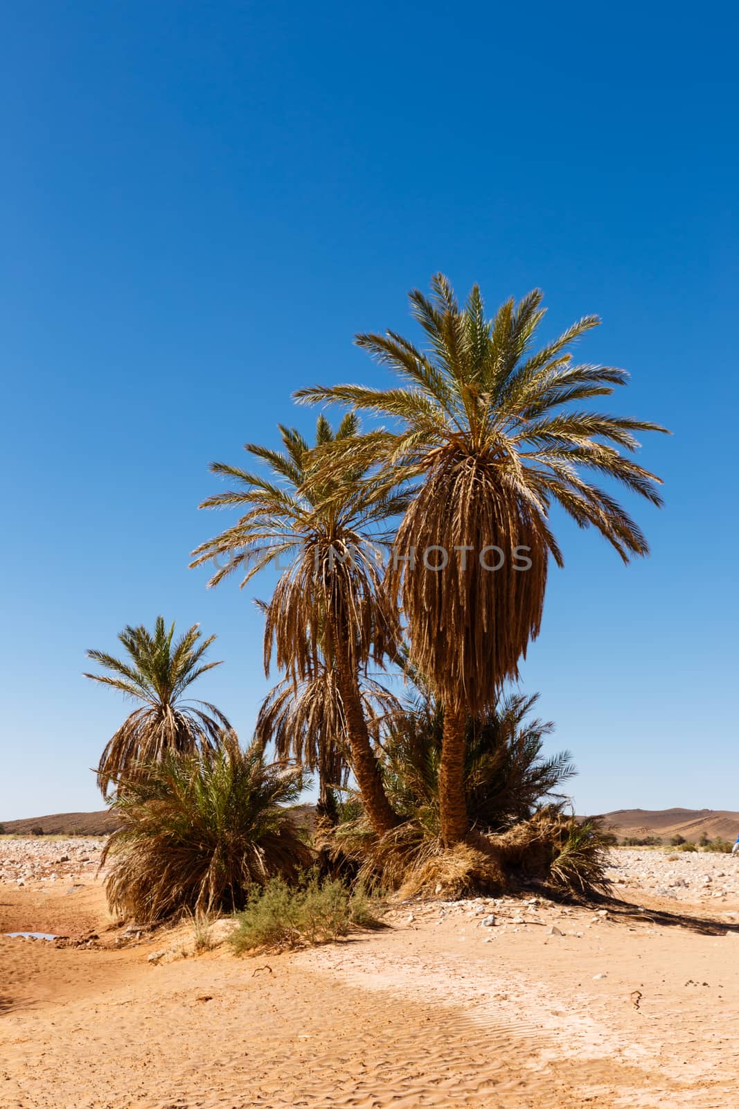 palm in the  desert  by Mieszko9