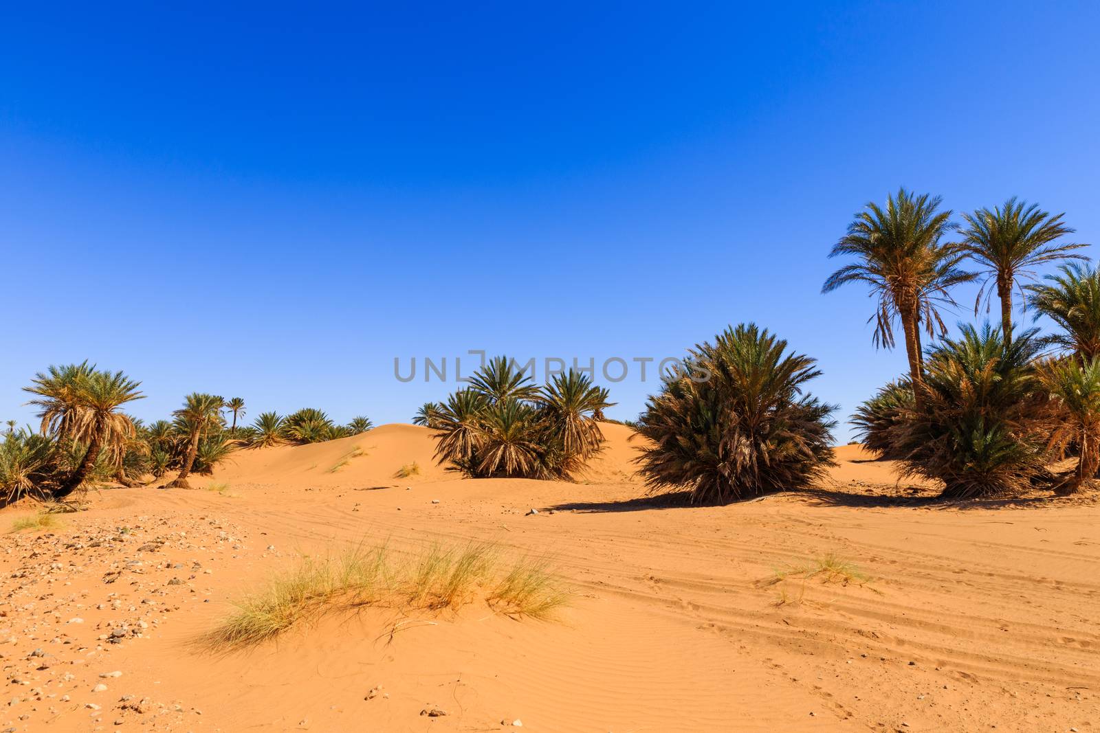 Oasis in the Sahara desert in Morocco