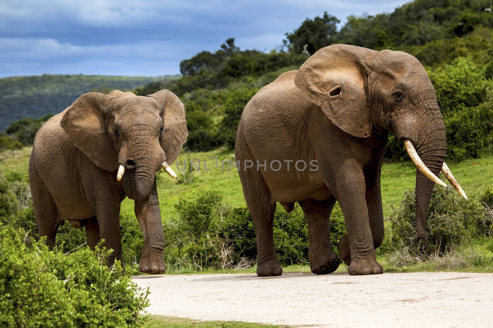 Two Elephants walking in the road in a safari park in South Africa.