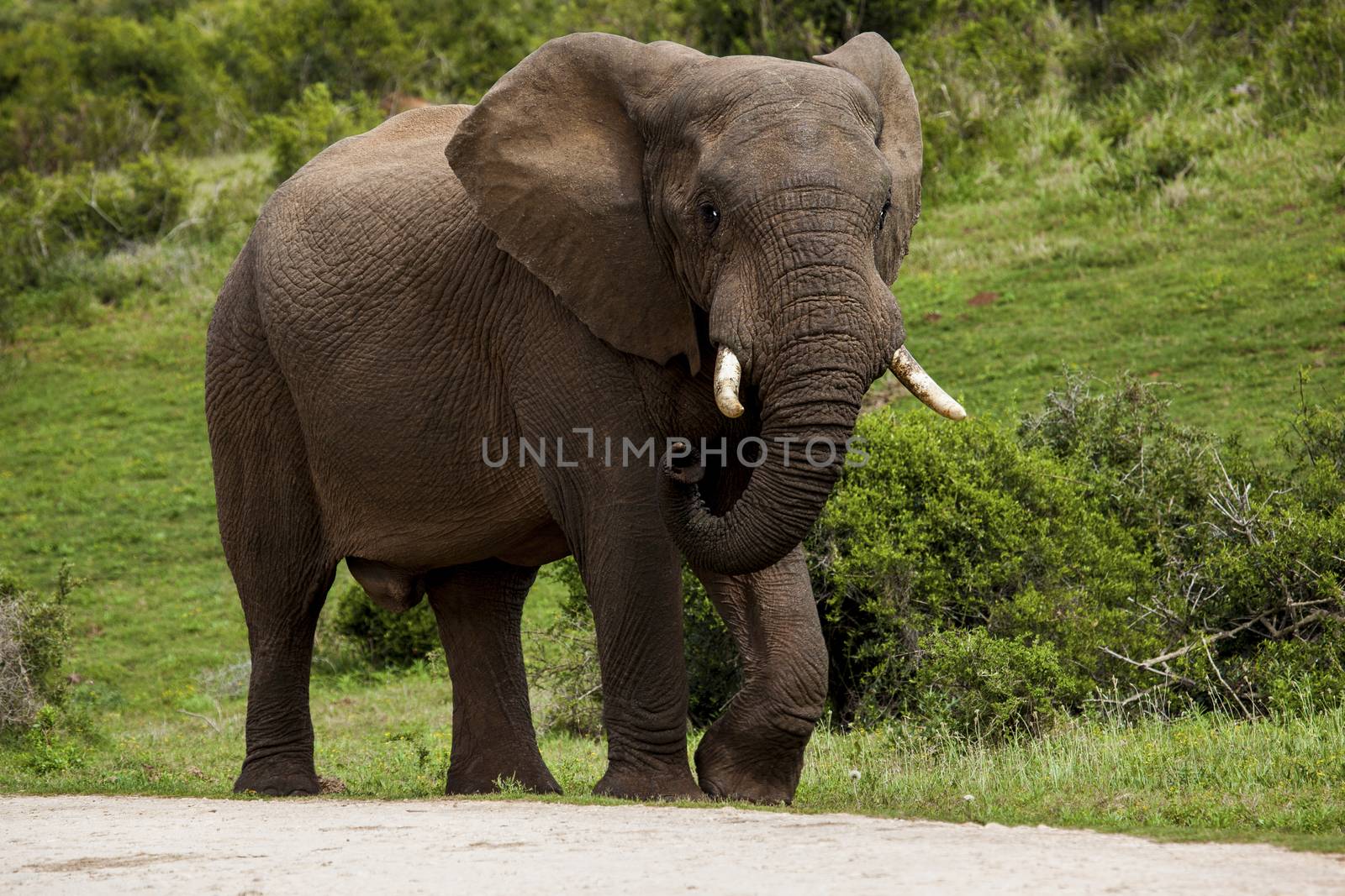 Elephant bull walking on the road in a safari park in South Africa.