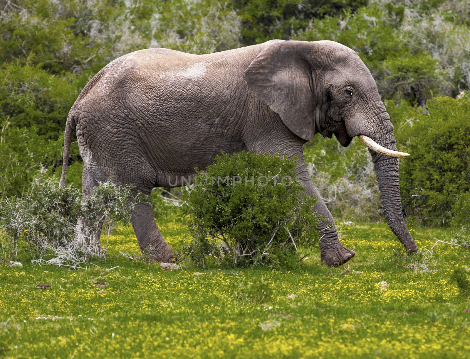 Elephant bull walking in a safari park in South Africa.