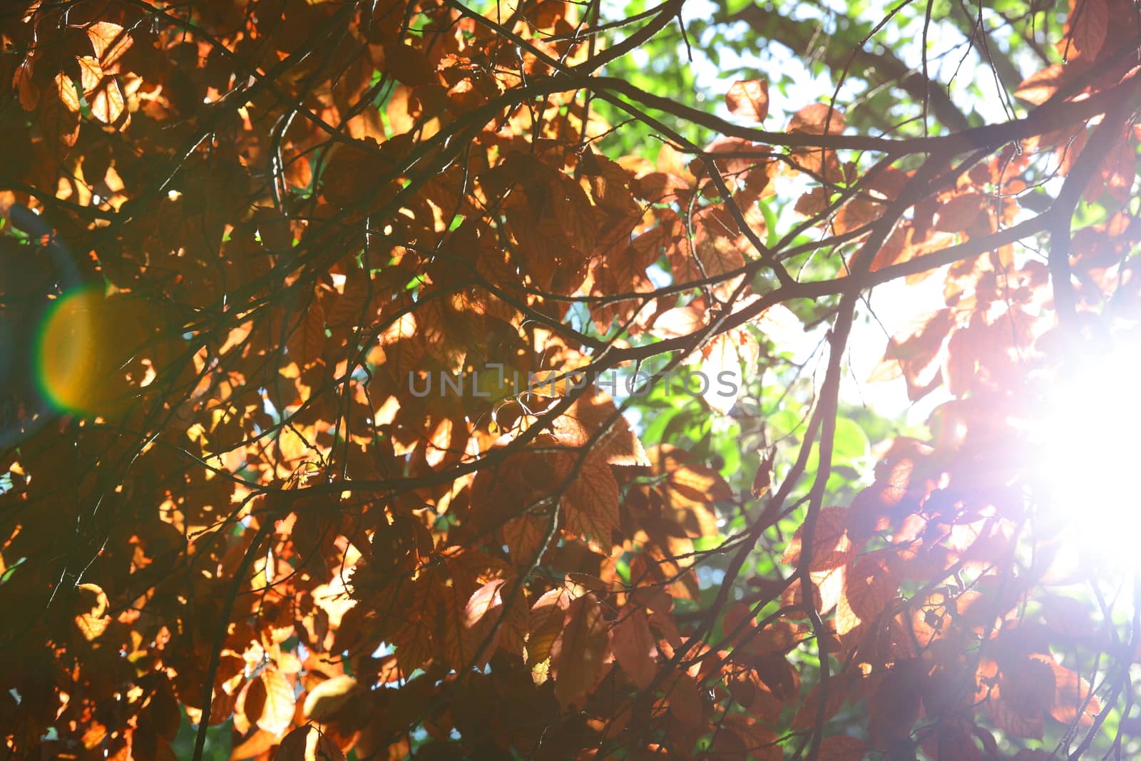 red tree with sunlight for background