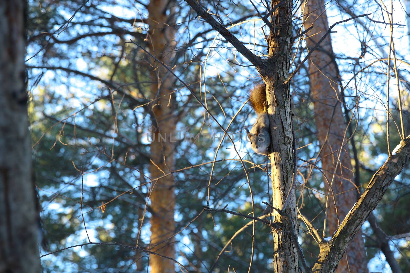 Squirrel on tree with snow by mturhanlar