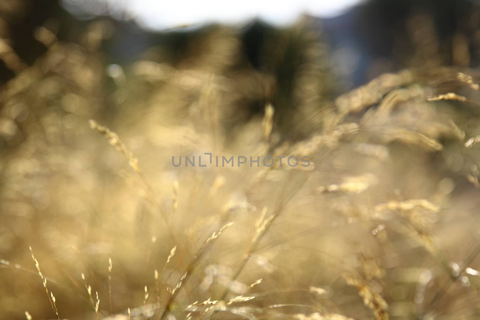 Yellow grass for background by mturhanlar