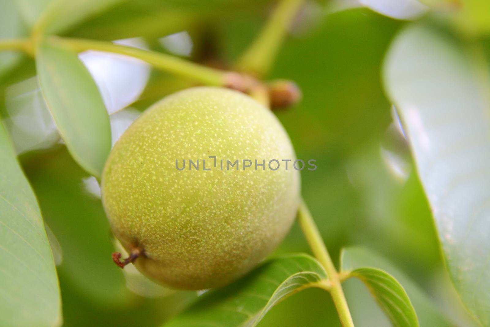 green walnut on tree for healthy nutrition