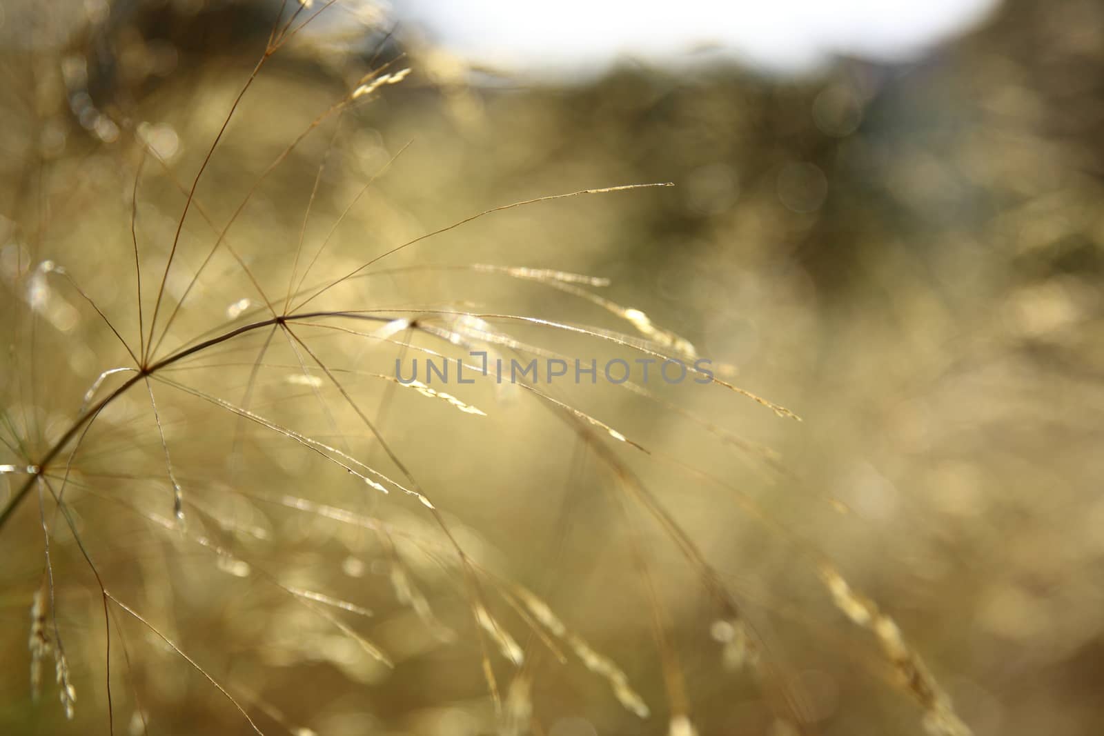 yellow grass background with sun and bokeh