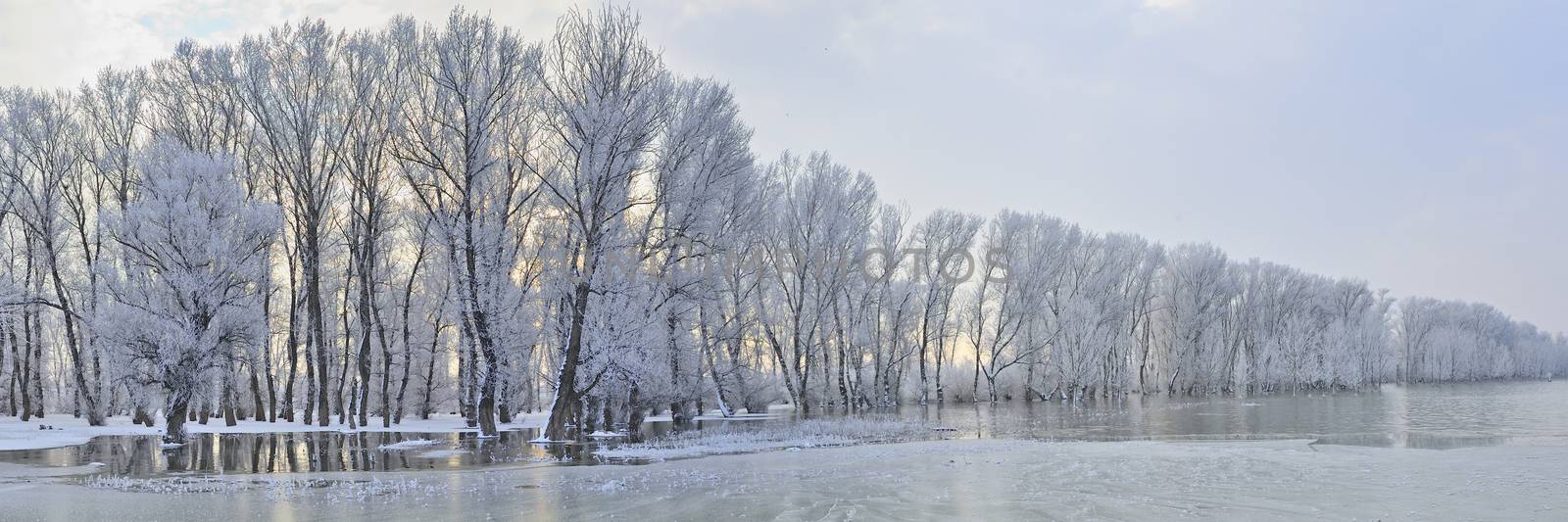 Frosty winter trees by mady70