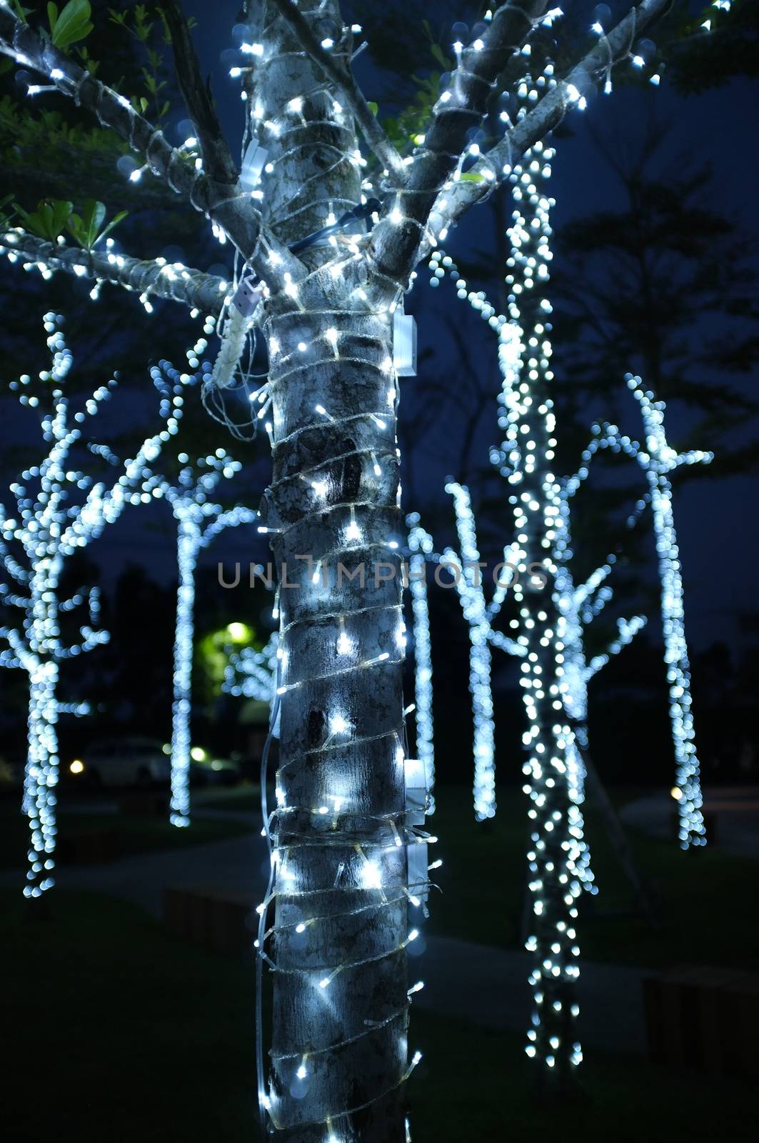 Trees decorated with garland light during greeting season by Hepjam