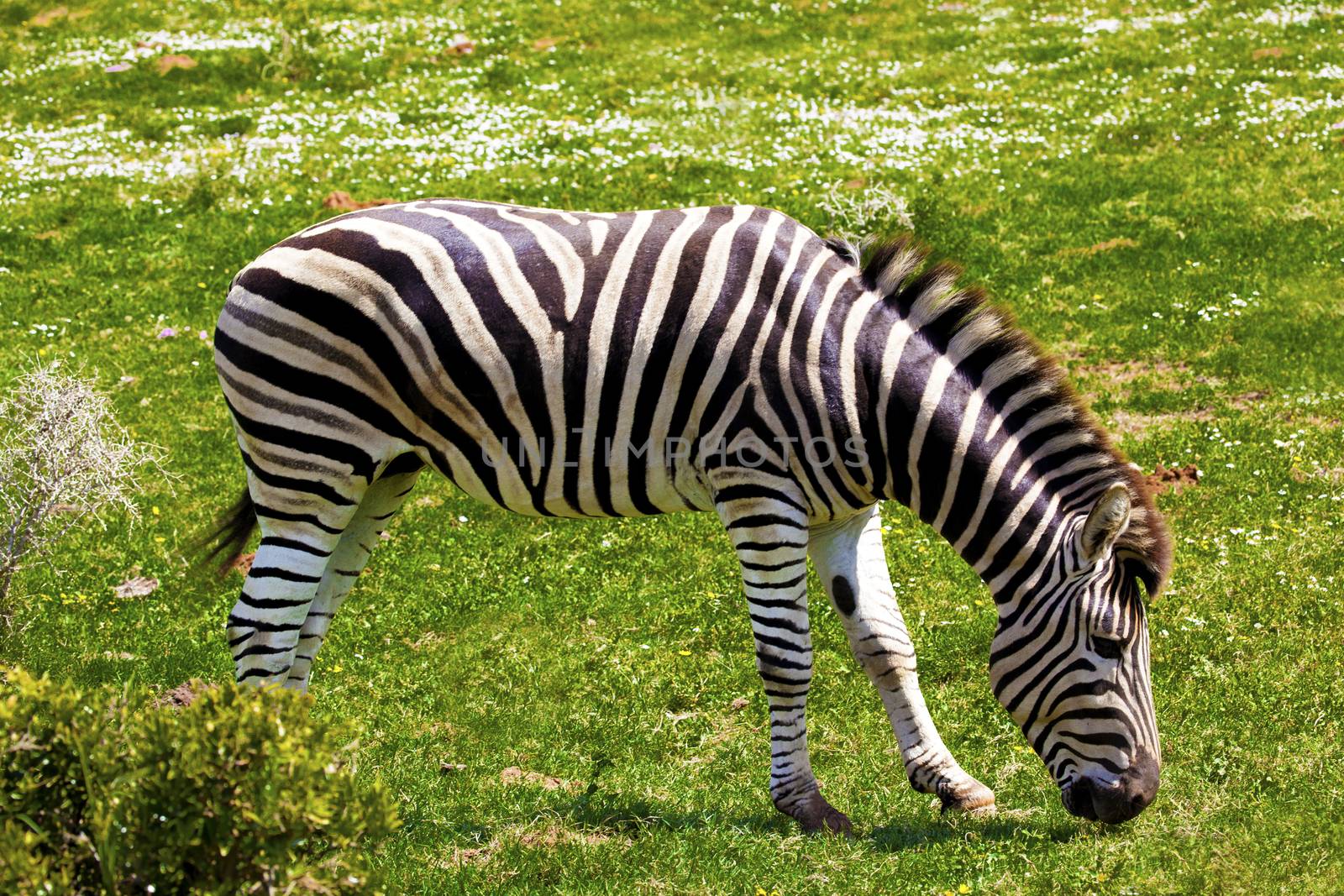 Zebra. by Bluefern