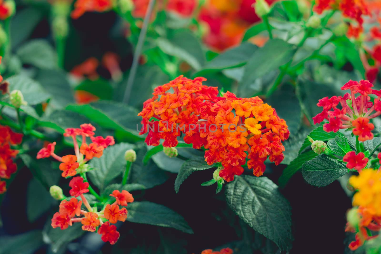 The background image of the colorful flowers, background nature