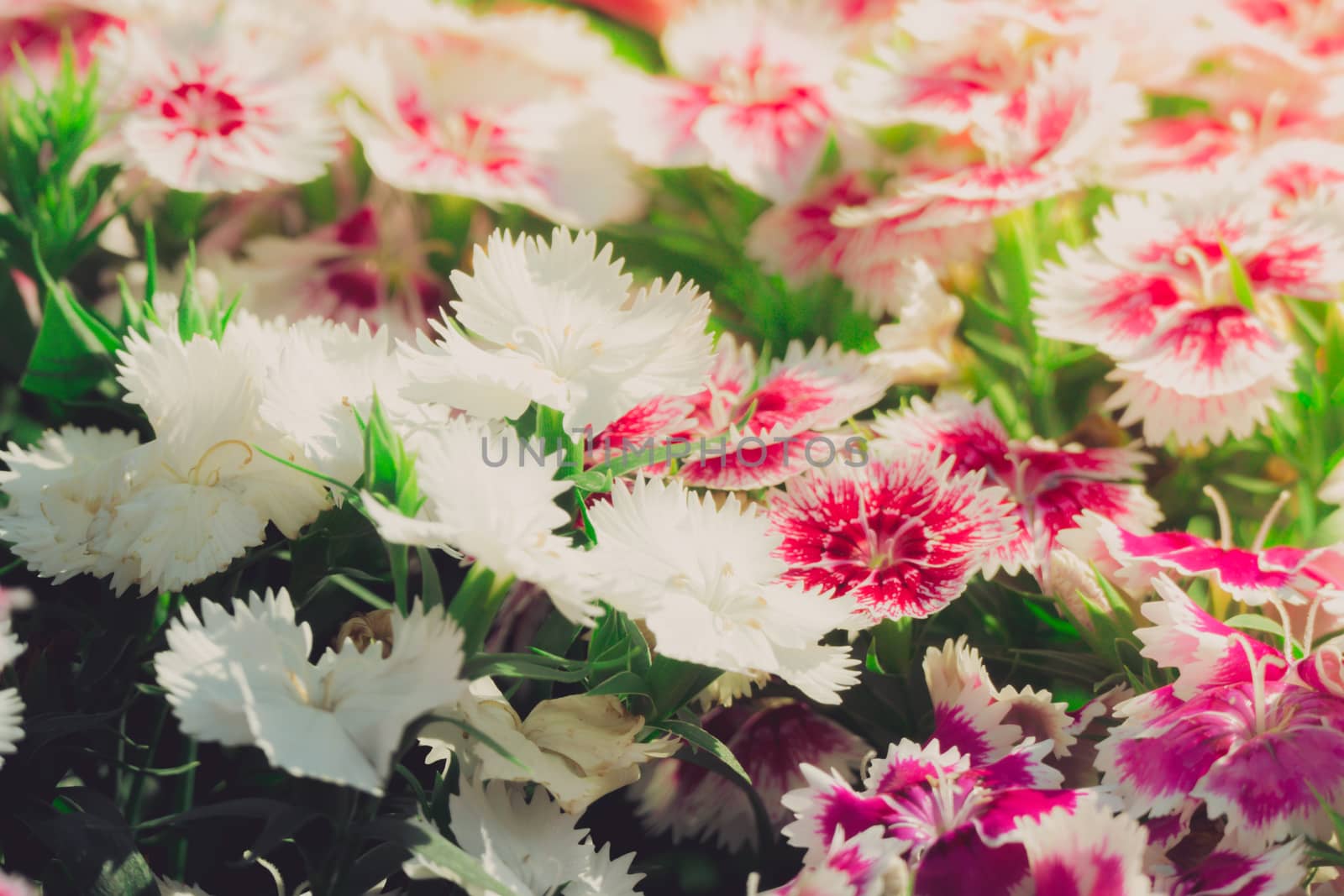 The background image of the colorful flowers by teerawit