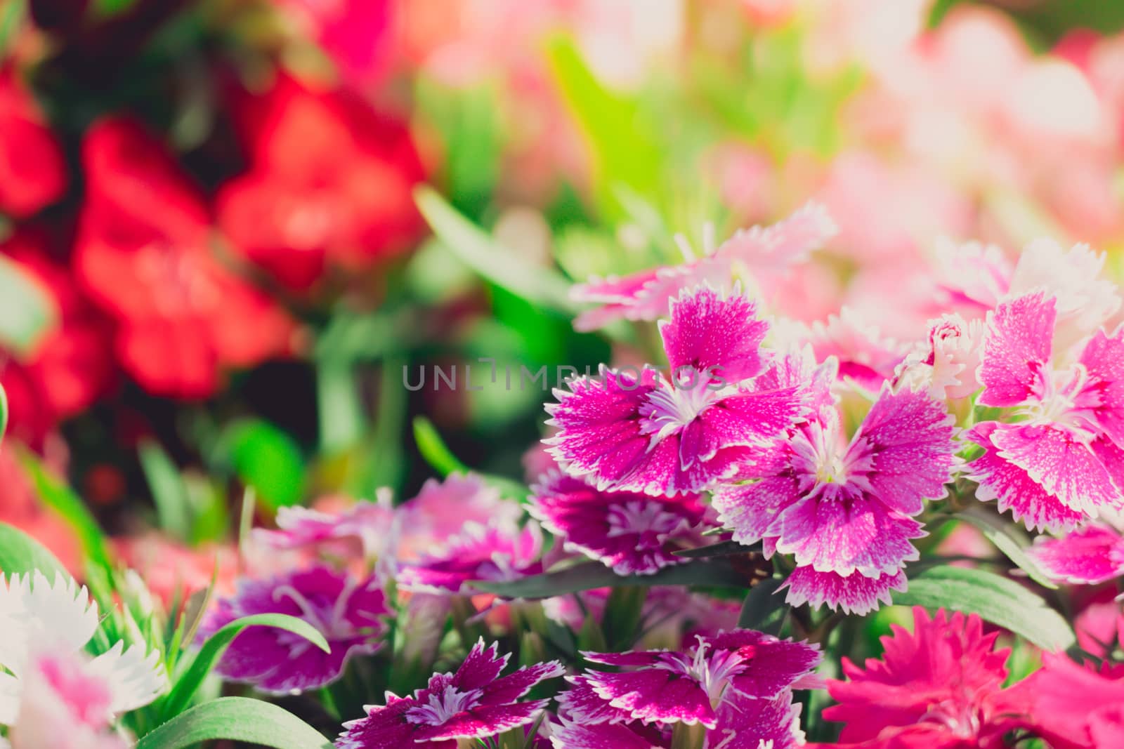 The background image of the colorful flowers by teerawit
