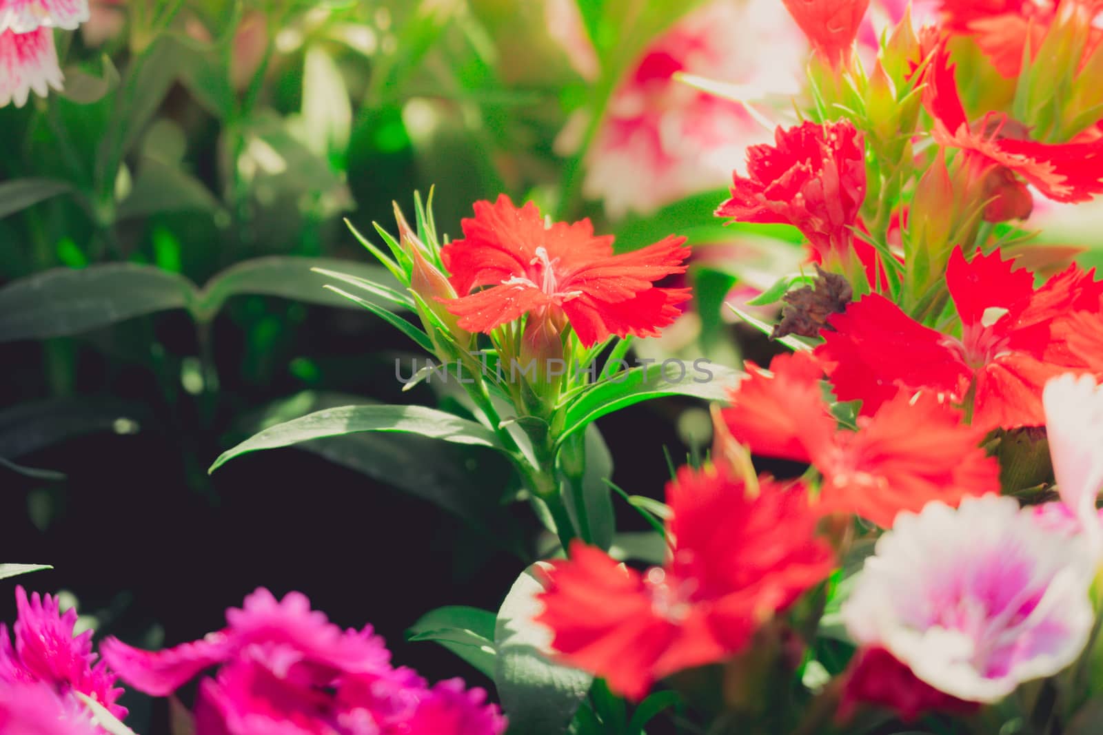 The background image of the colorful flowers by teerawit