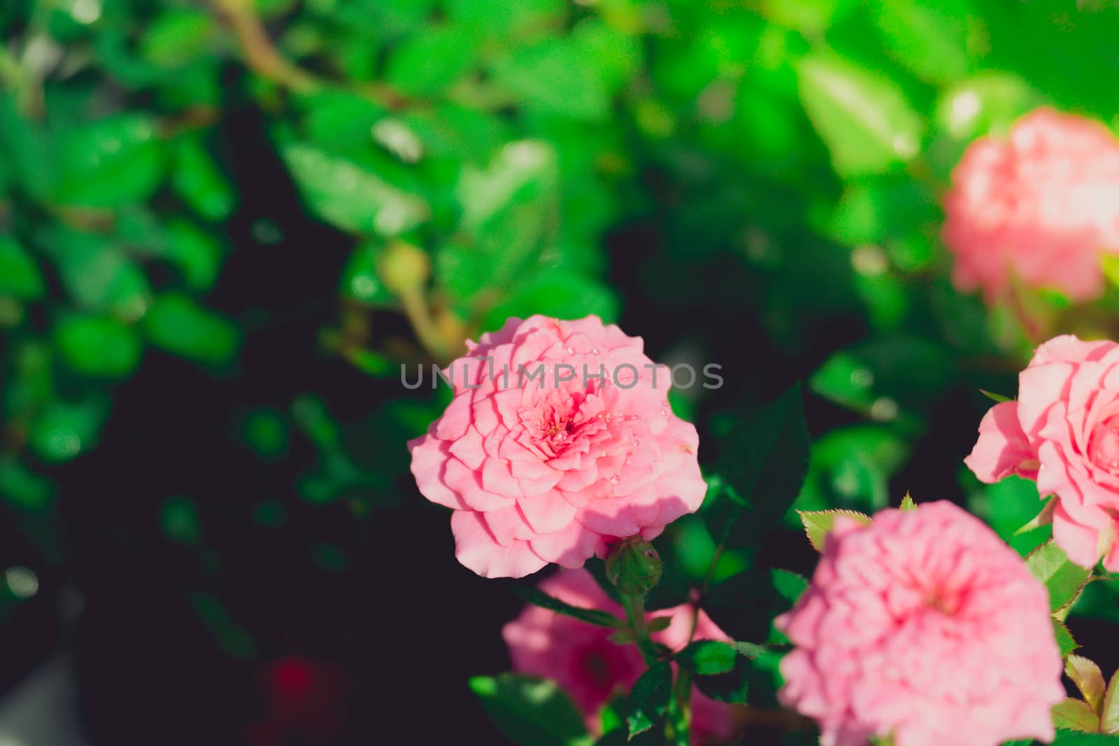 Roses in the garden filtered by teerawit