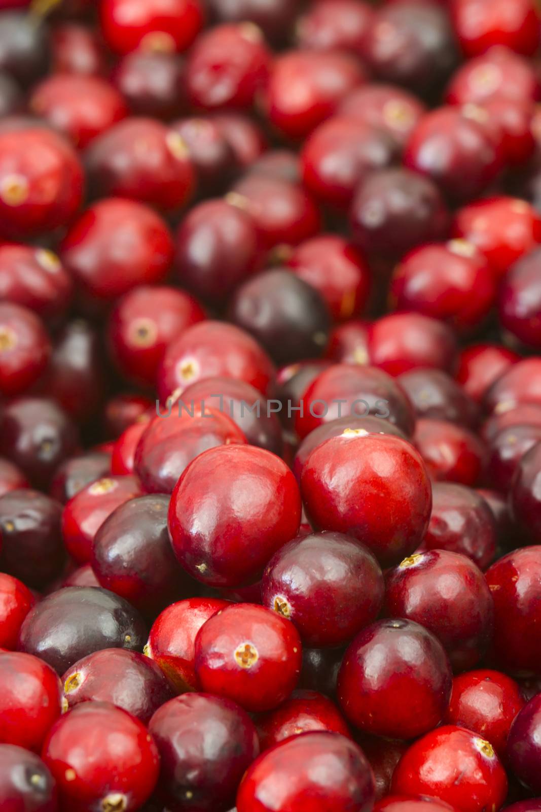 Cranberries in a pot on wooden background.