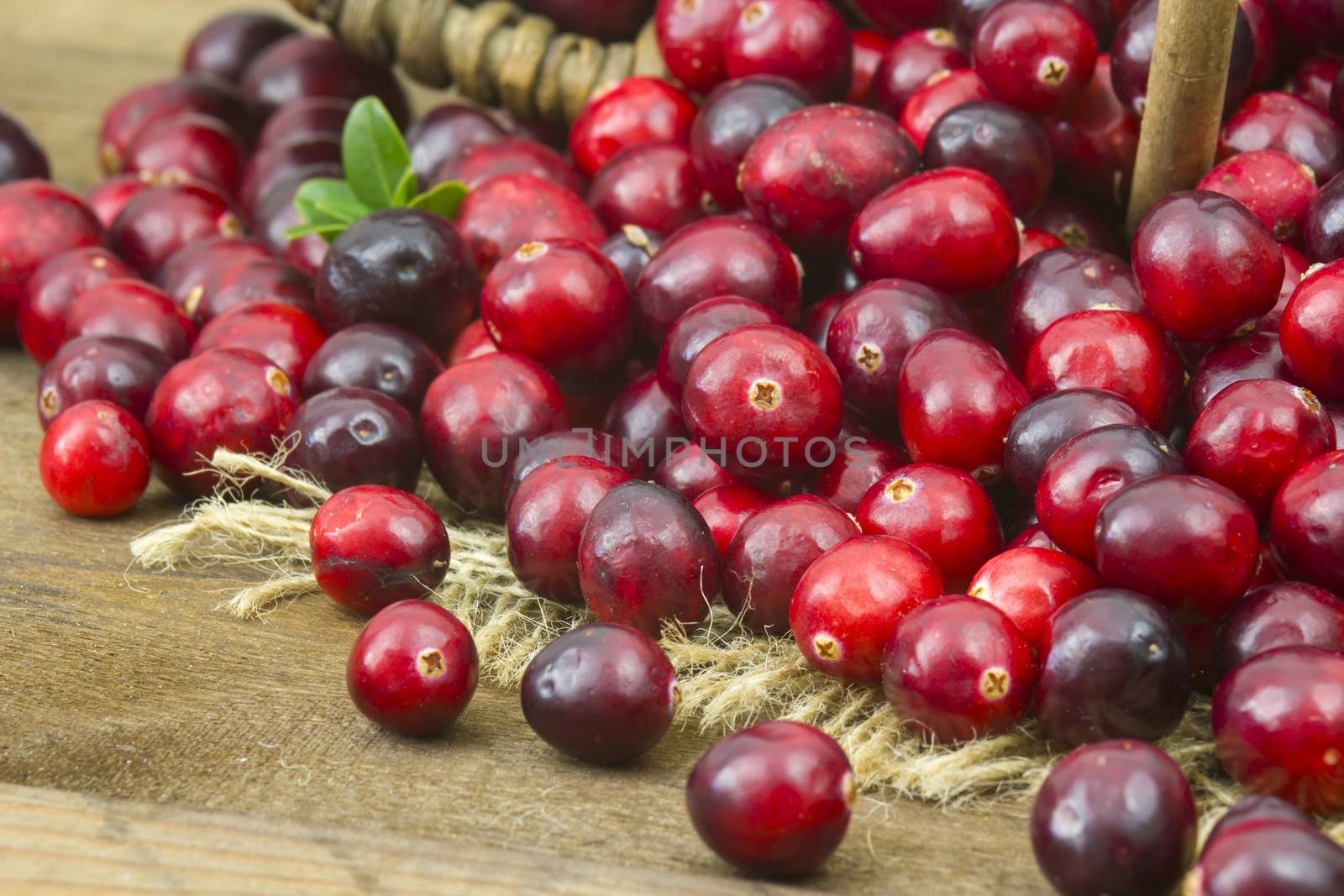 cranberries by miradrozdowski
