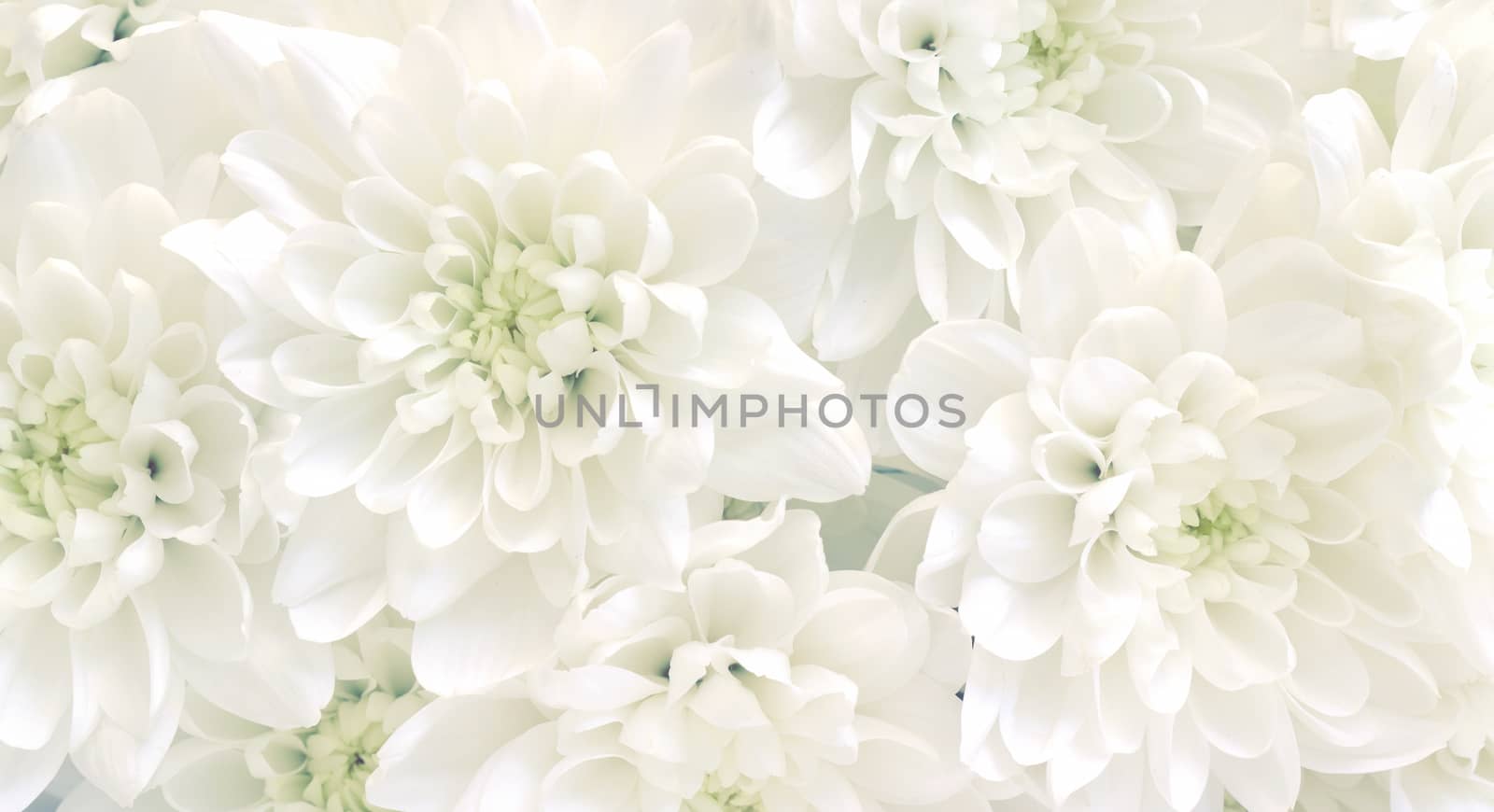 White flowers background by Kidza