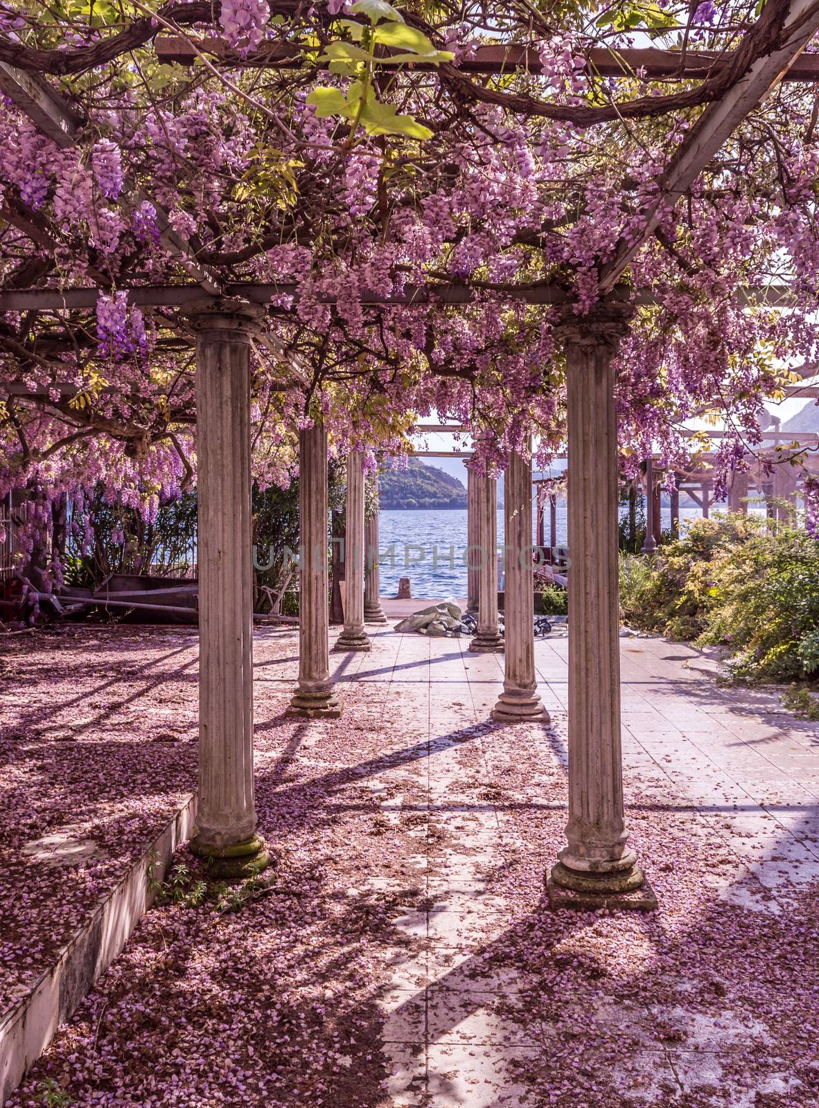 Beautiful front yard with pillars and wisteria flowers  by radzonimo