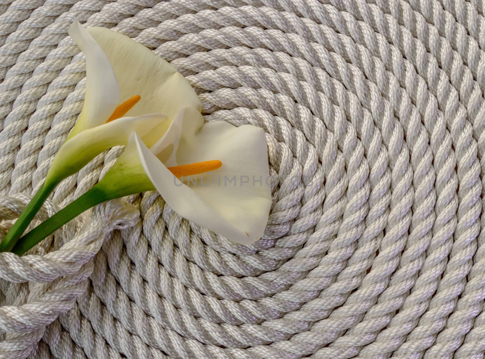 Beautiful white Calla lily over rope and wooden table 