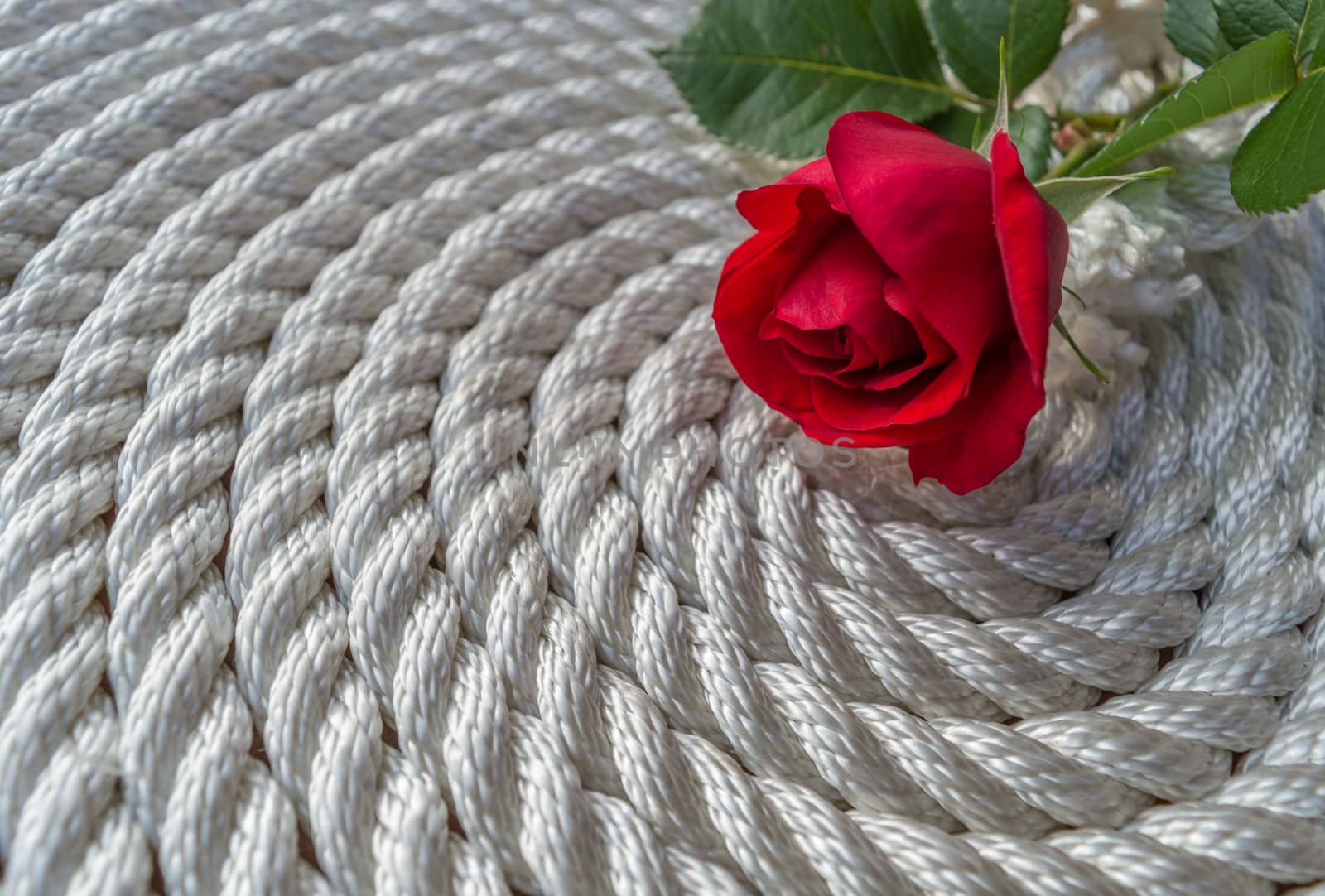 Beautiful red rose lily over rope and wooden table