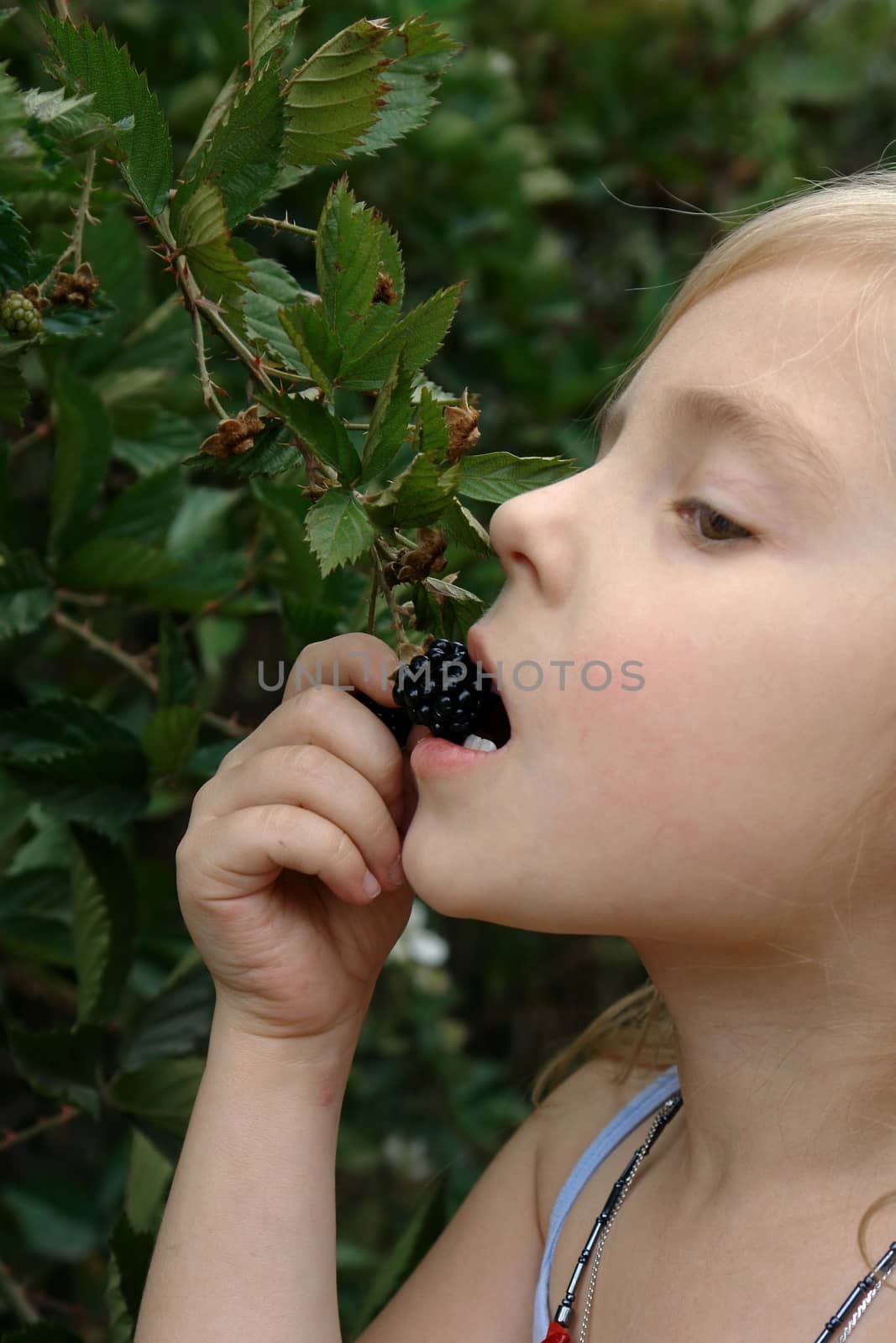 Small girl is eating  blackberry.