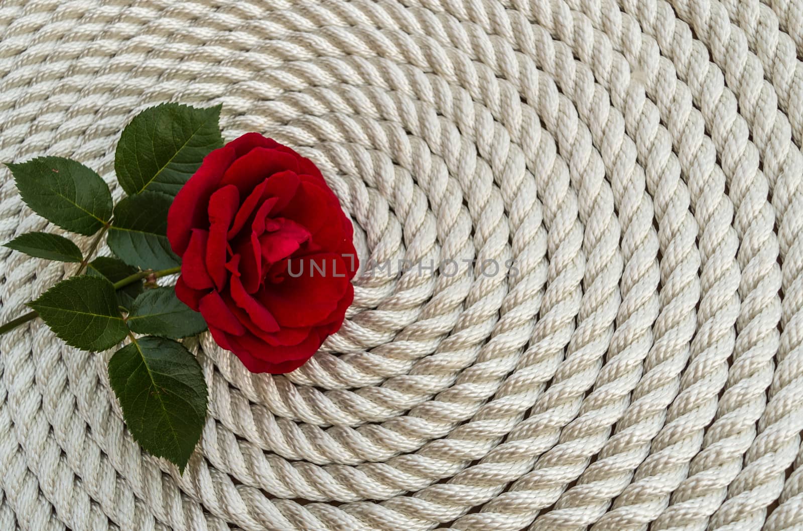 Beautiful red rose lily over rope and wooden table