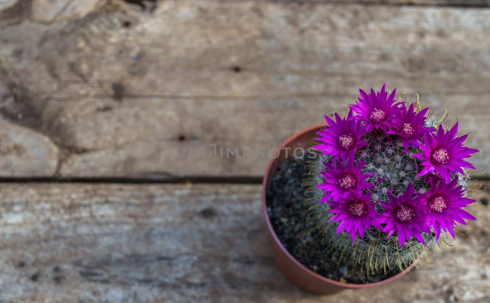 Beautiful blooming cactus on wooden background  by radzonimo