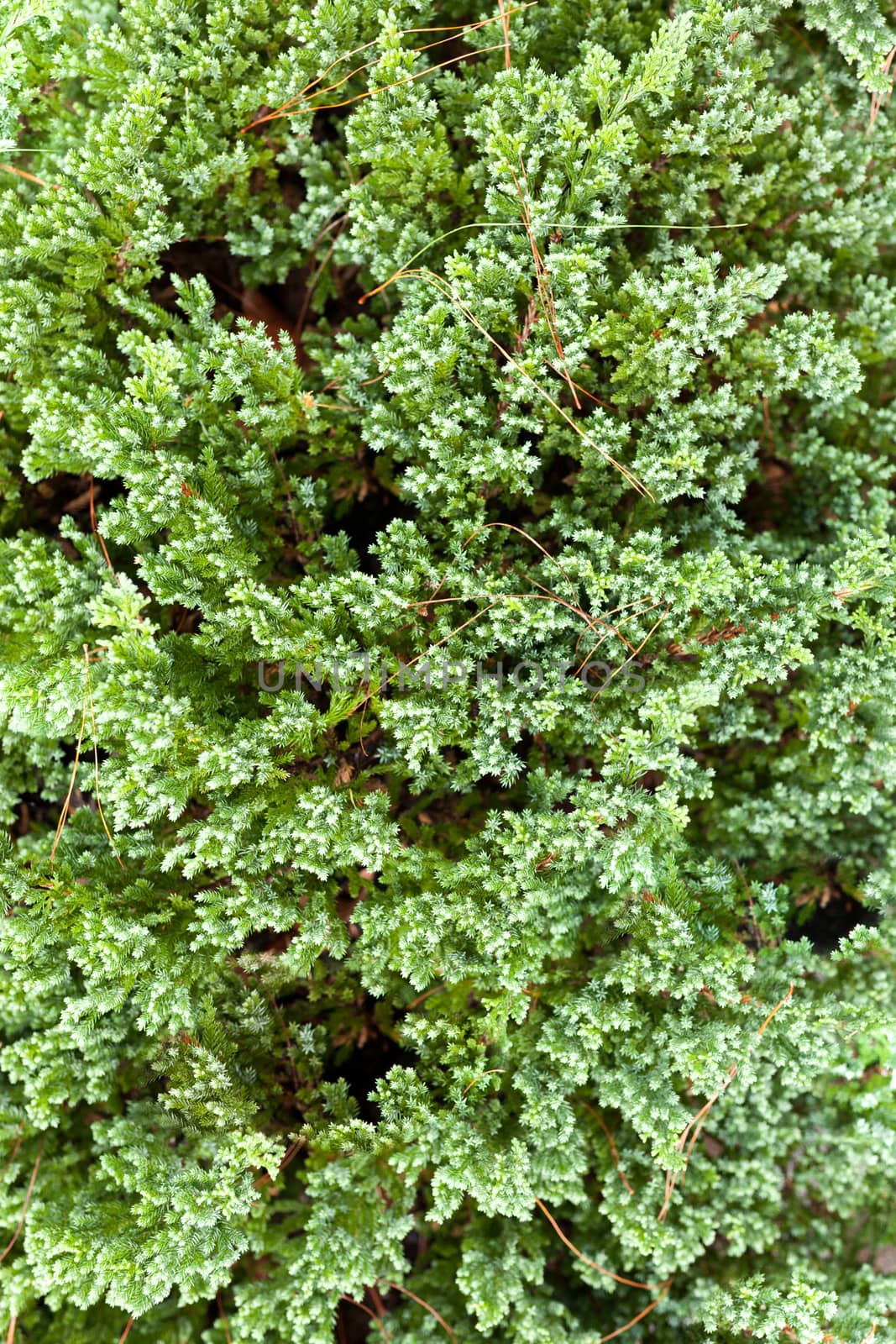high resolution green pine leaf texture background