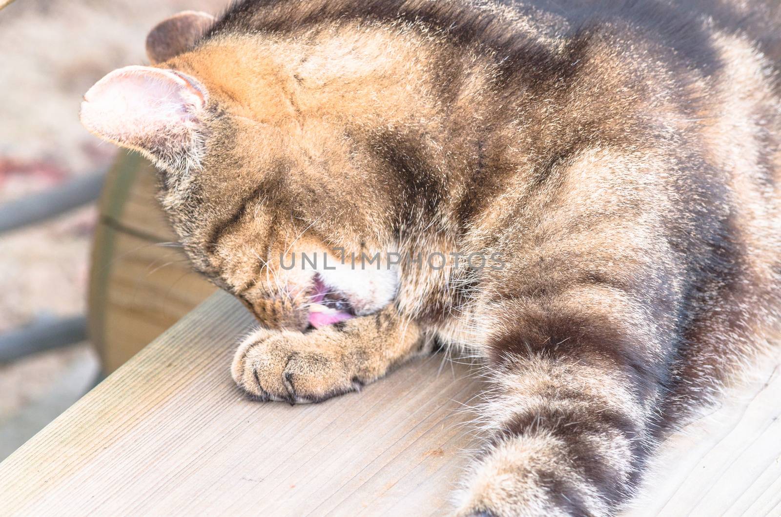 Large domestic cat on a wooden bench outdoors in cat grooming
