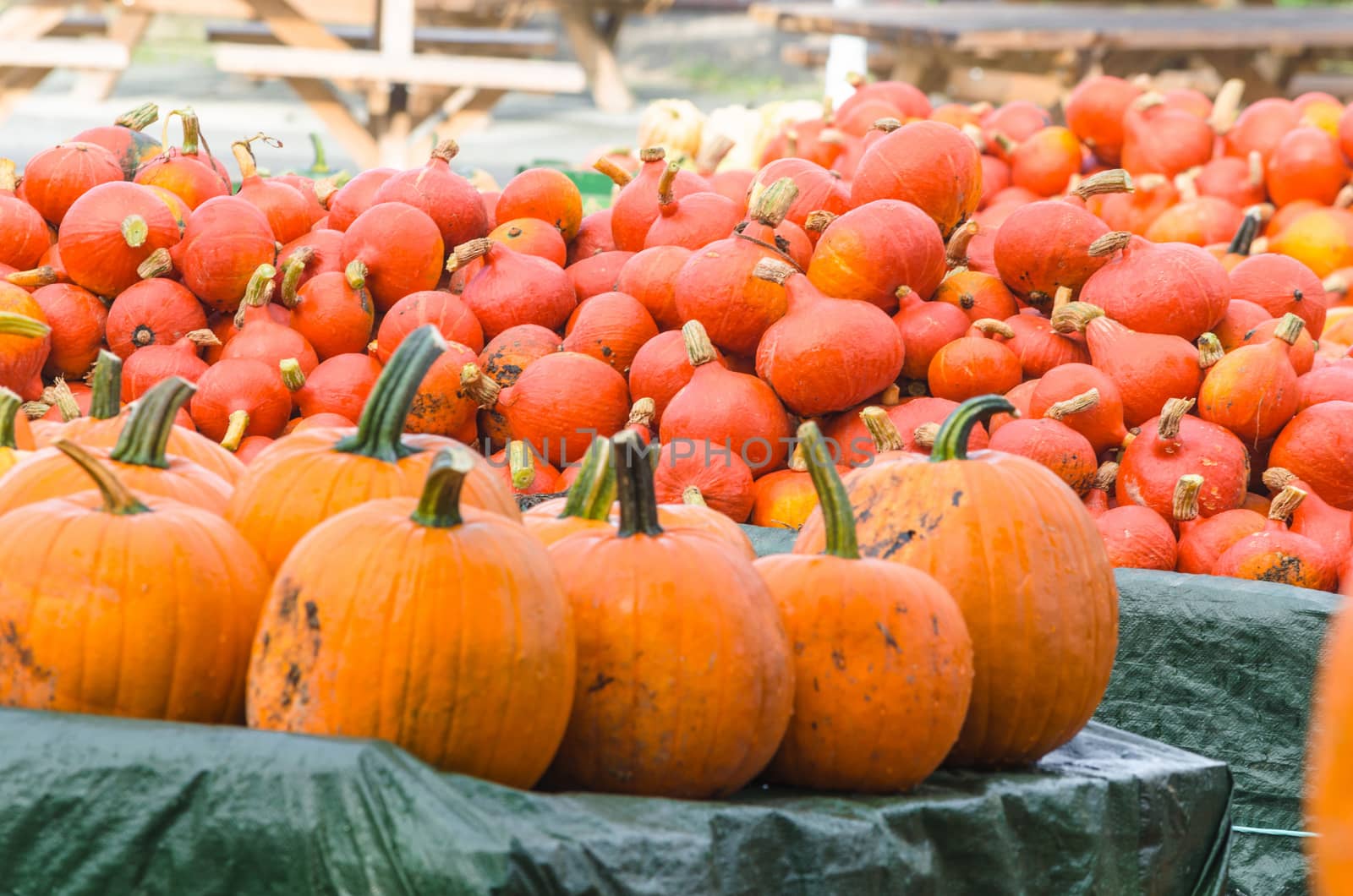 Various pumpkin varieties in diverse
Colors and shapes.