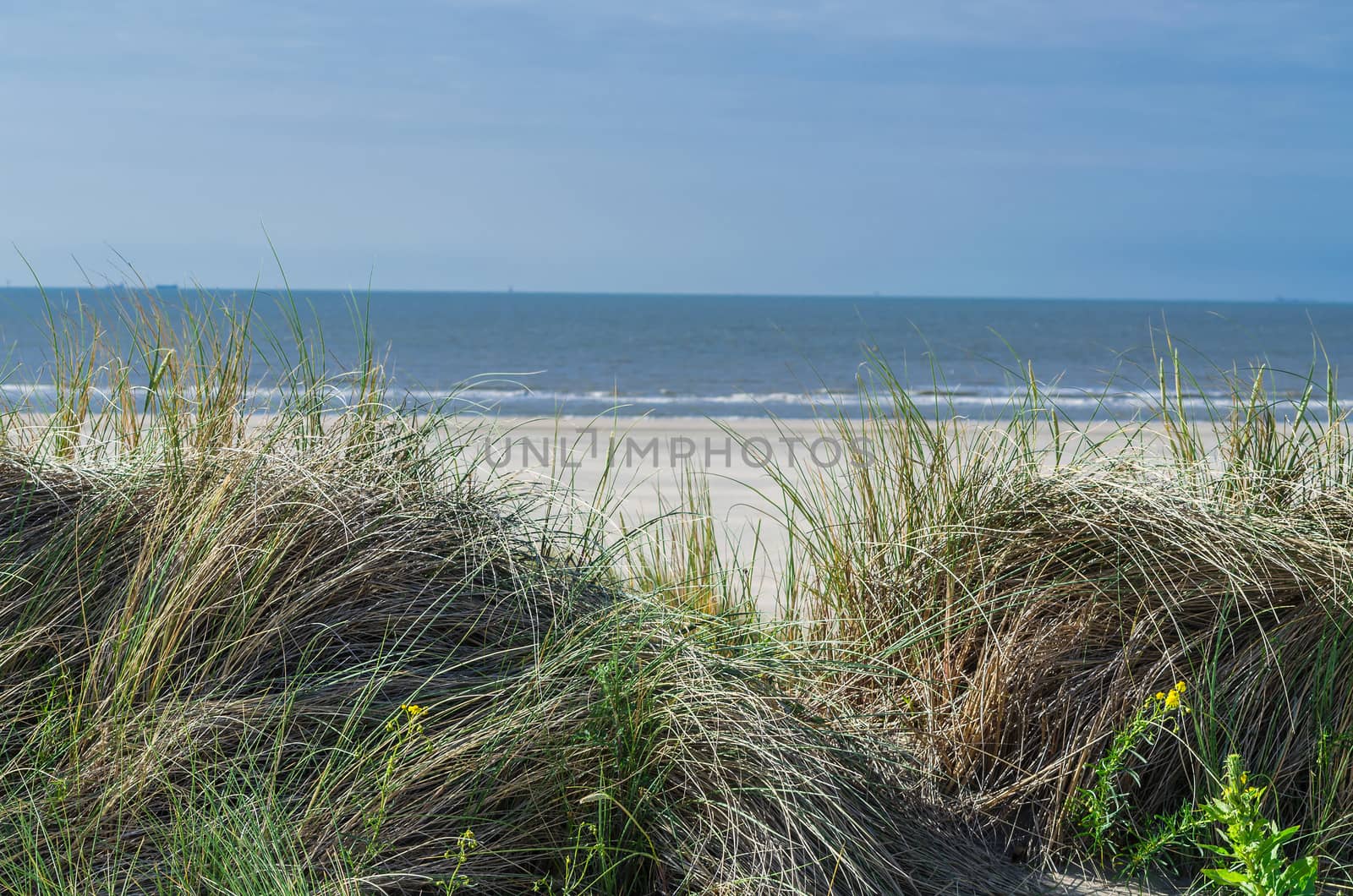 Landscape with beach overlooking the sea, sand dunes and grass, Ouddorp, North Sea, Holland.