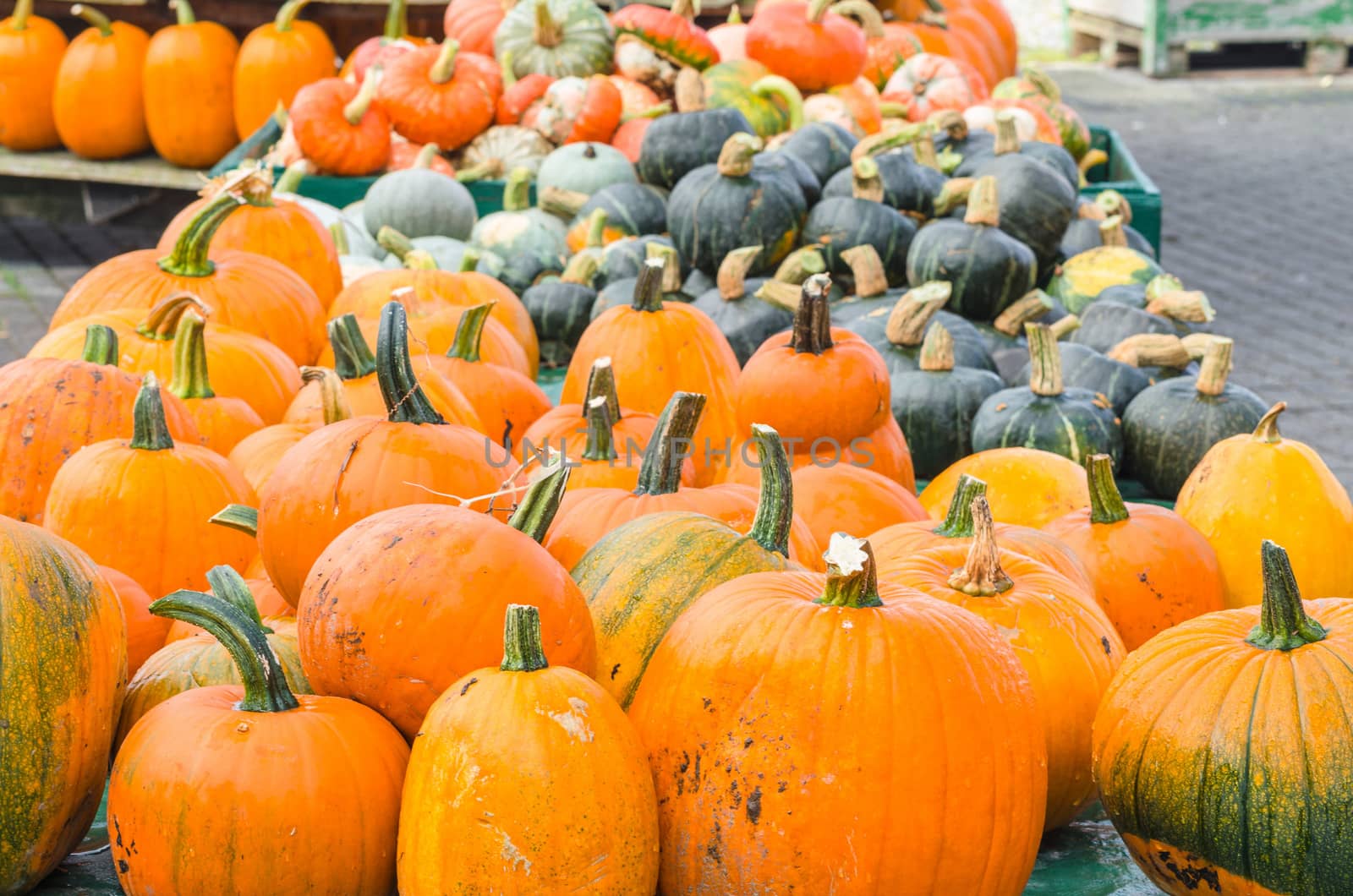 Various pumpkin varieties in diverse
Colors and shapes.