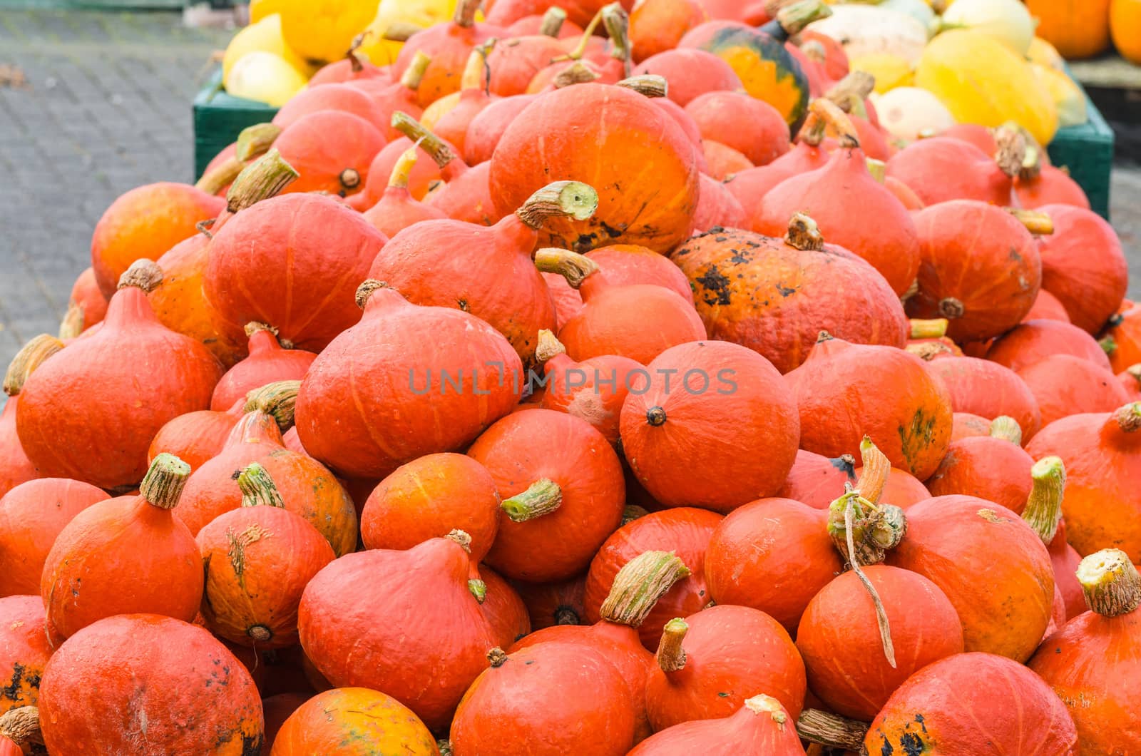 Various pumpkin varieties in diverse
Colors and shapes.