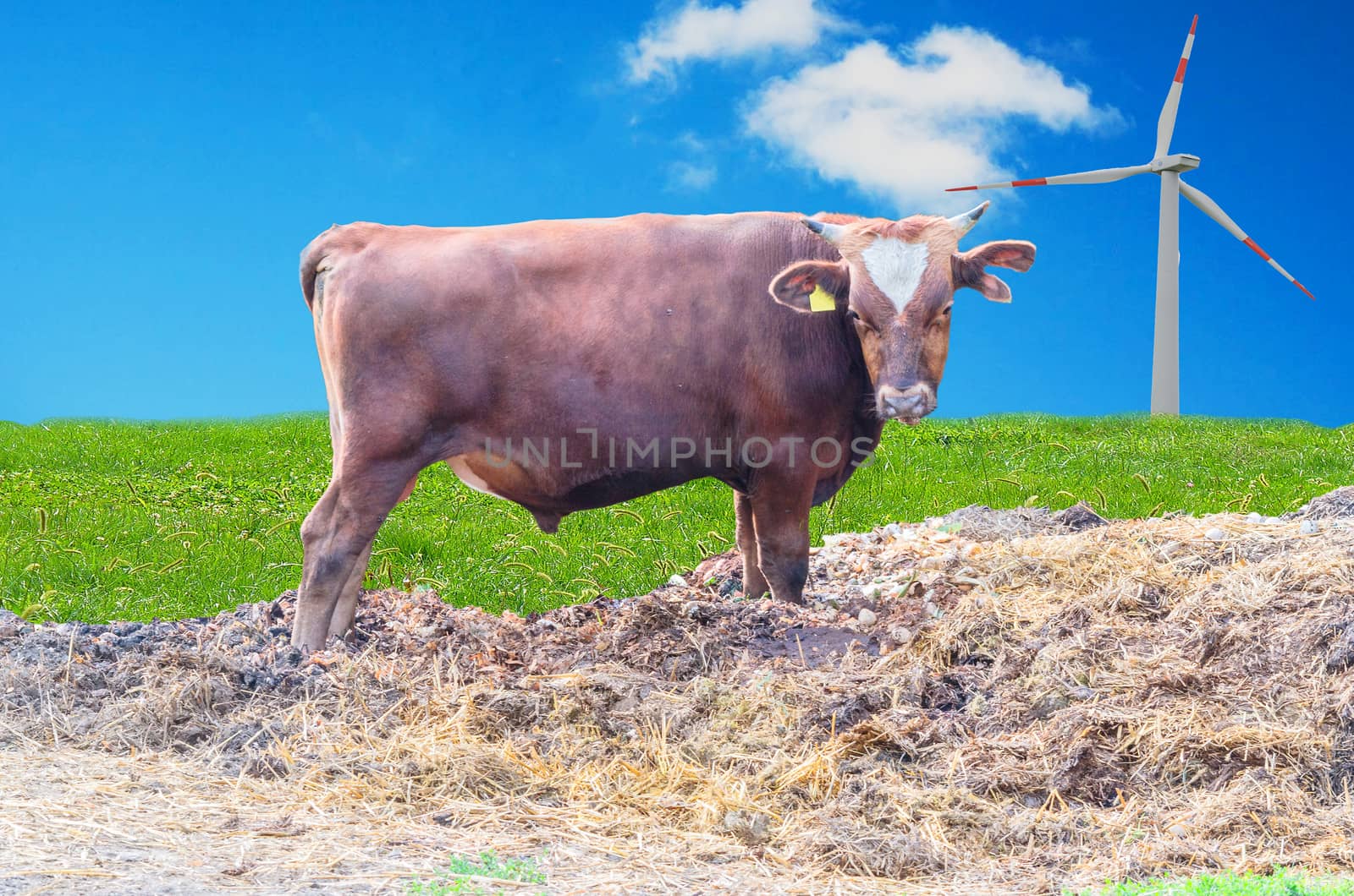 Brown Breeding bull with horns and ear tag on a dunghill in the background the green manner and a wind turbine.