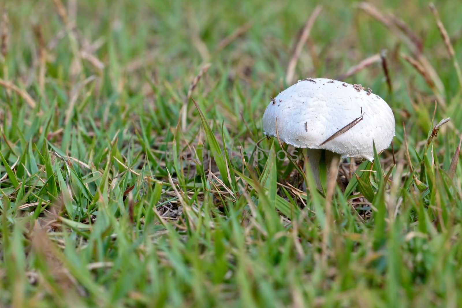 Wild-growing mushroom (Champignon, lat.: Agaricus bisporus) in grass with selected focus
