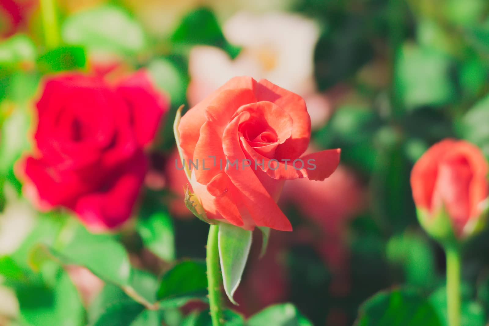 Roses in the garden filtered by teerawit