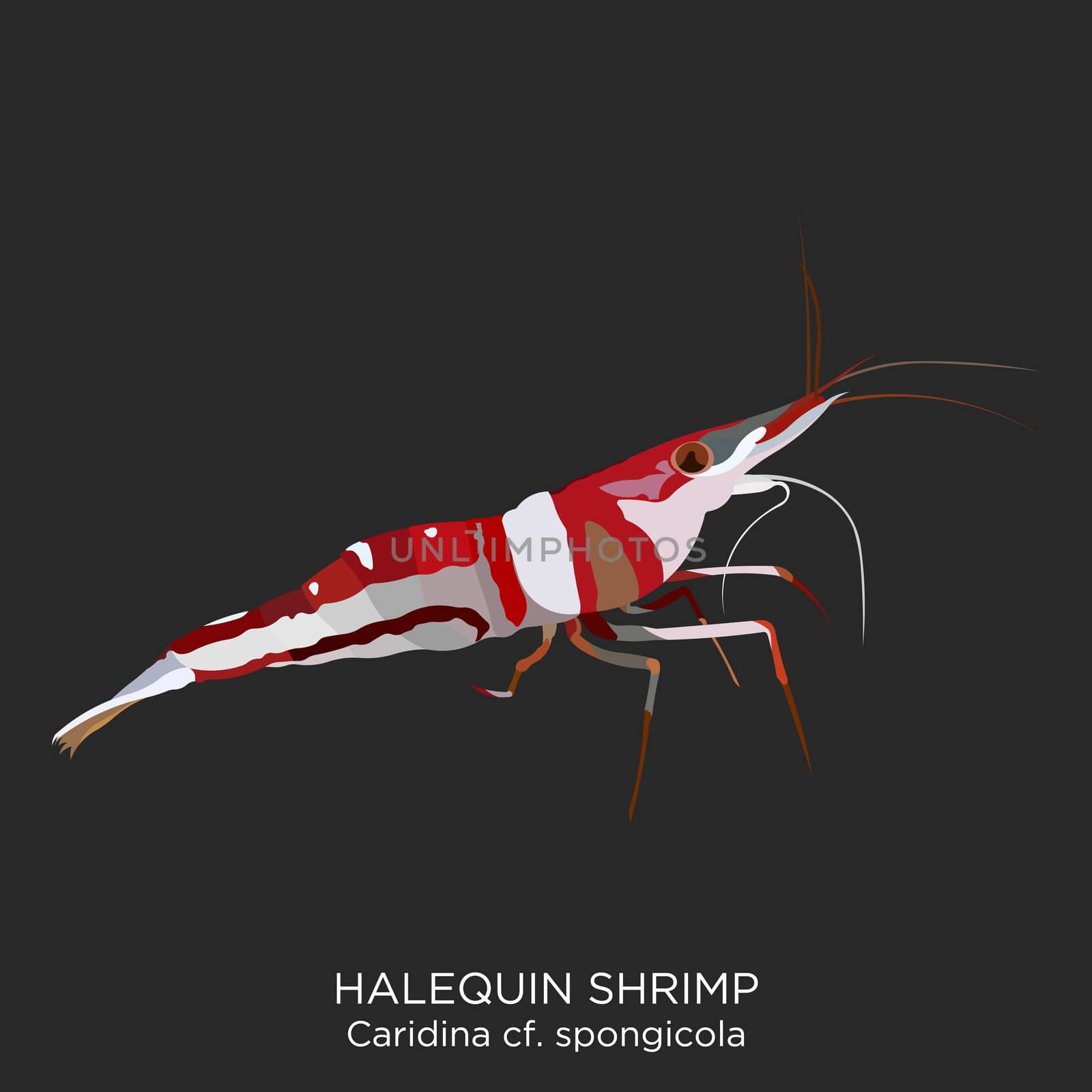 Halequin Shrimp by landscafe