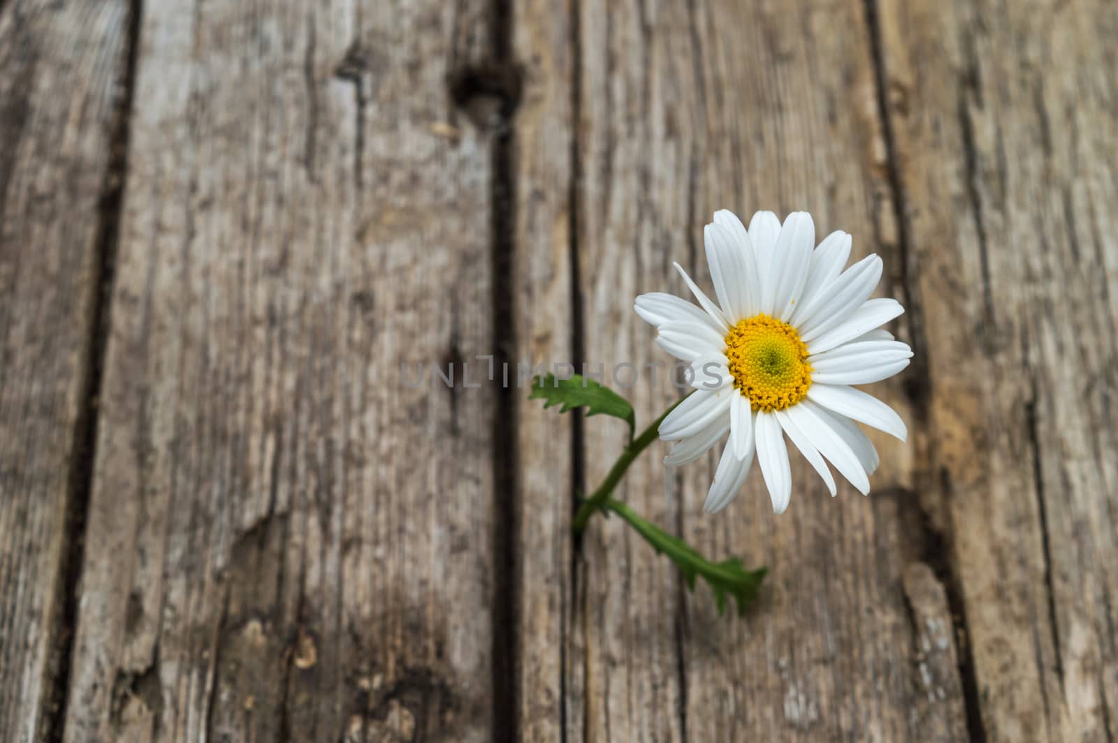 Daisy flower standing alone on wooden background  by radzonimo