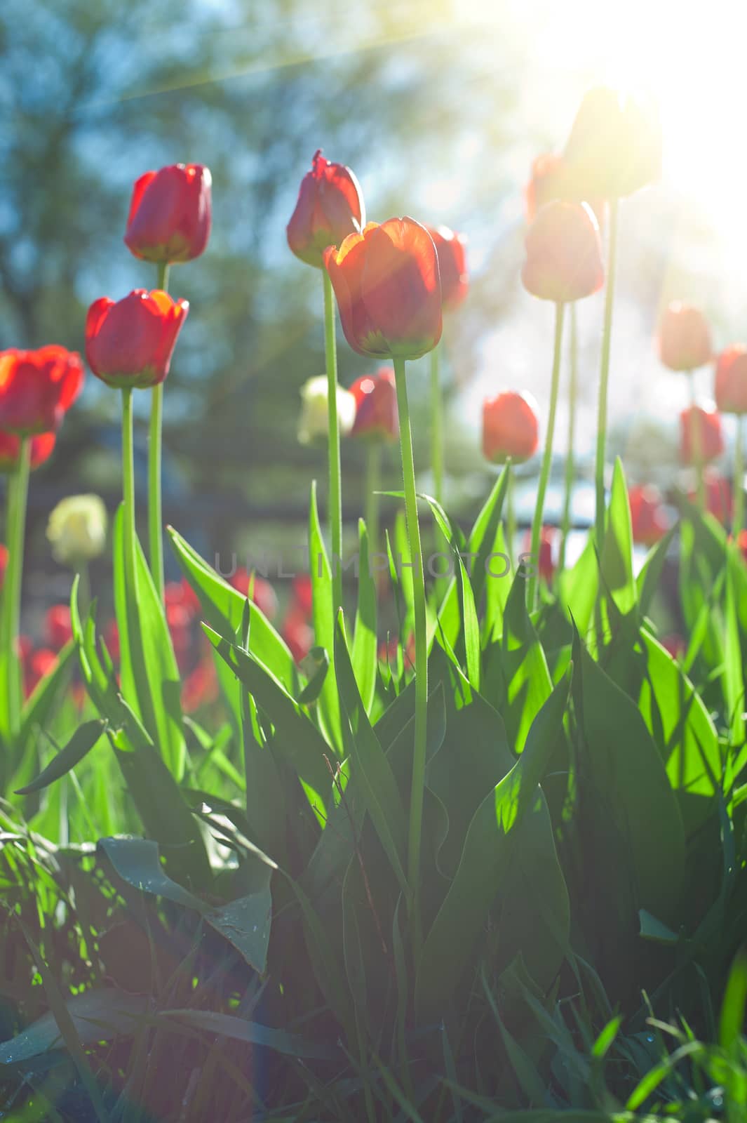Field of red colored tulips with starburst sun